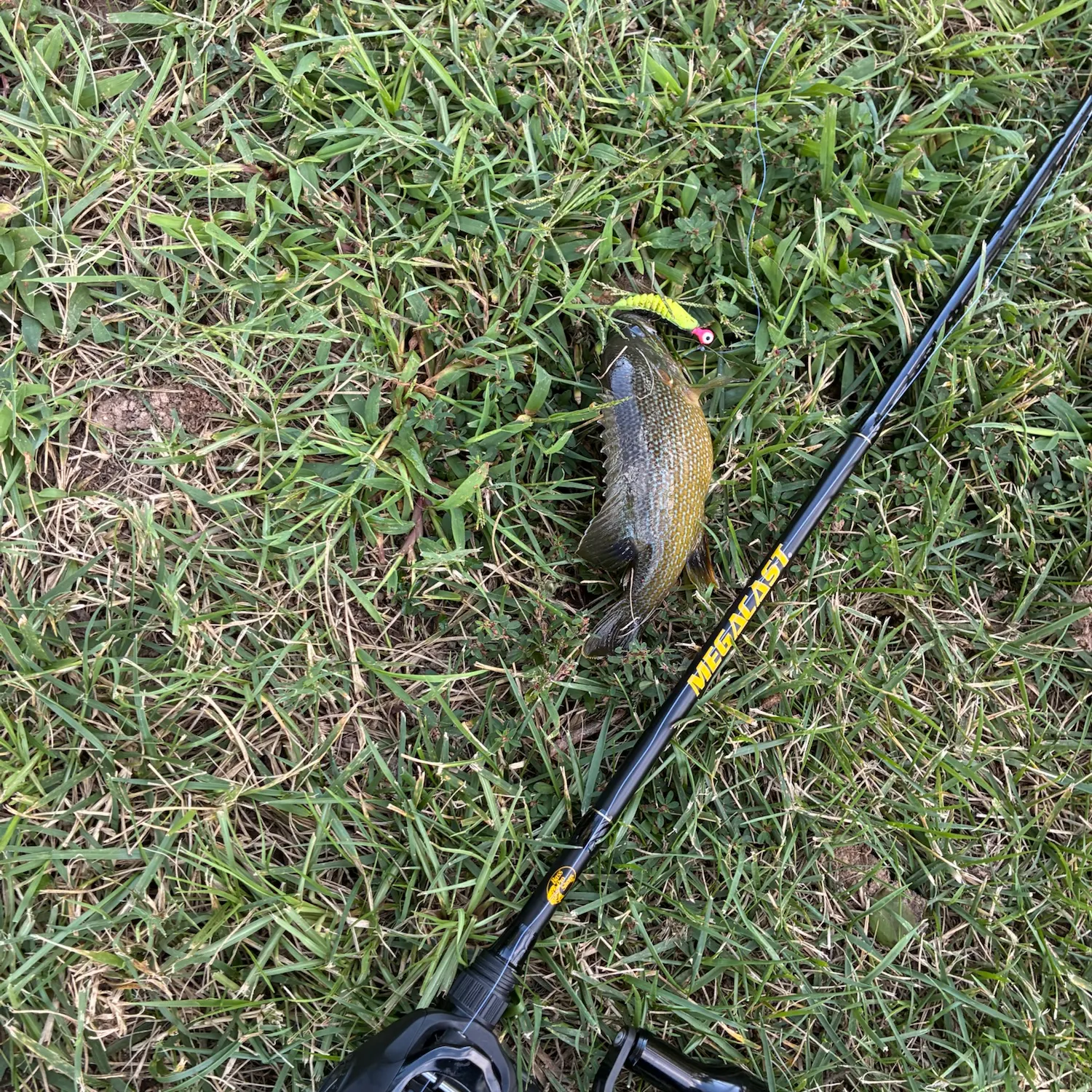 Greengill hybrid caught on Fishbrain