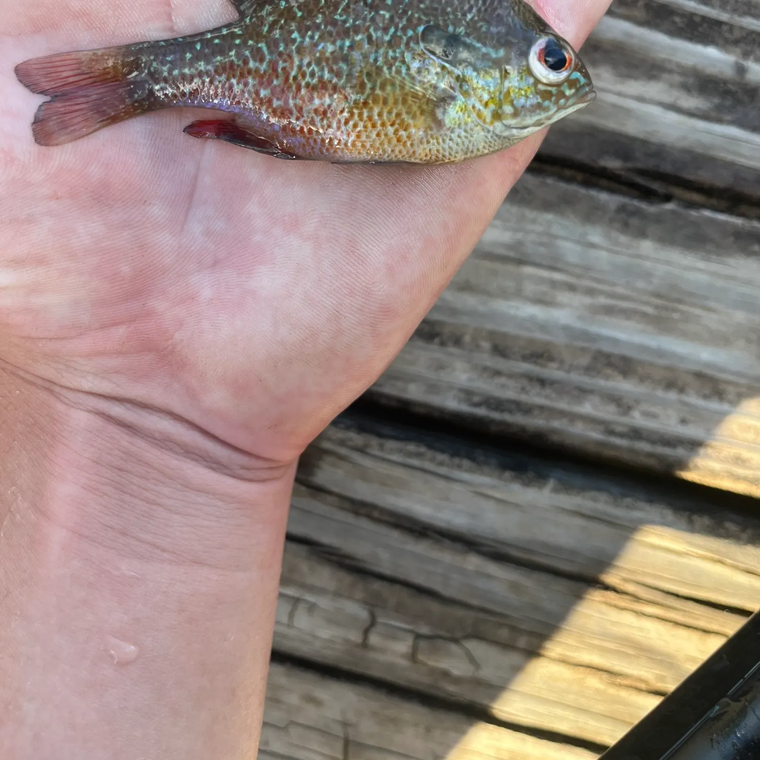 The most recent Orangespotted sunfish catches on Fishbrain