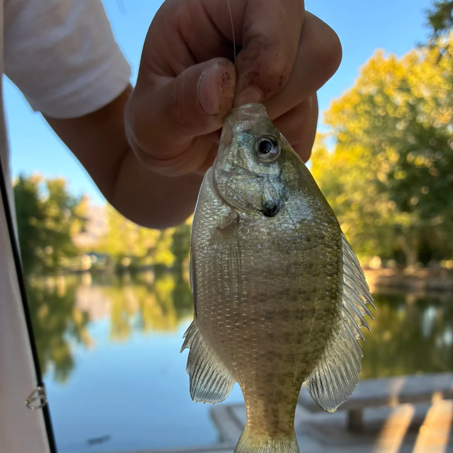 Bluegill caught on Fishbrain