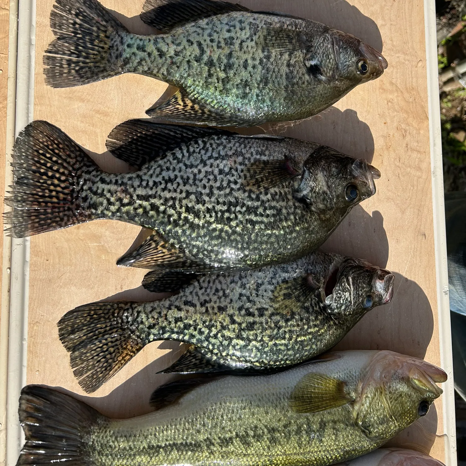 recently logged catches