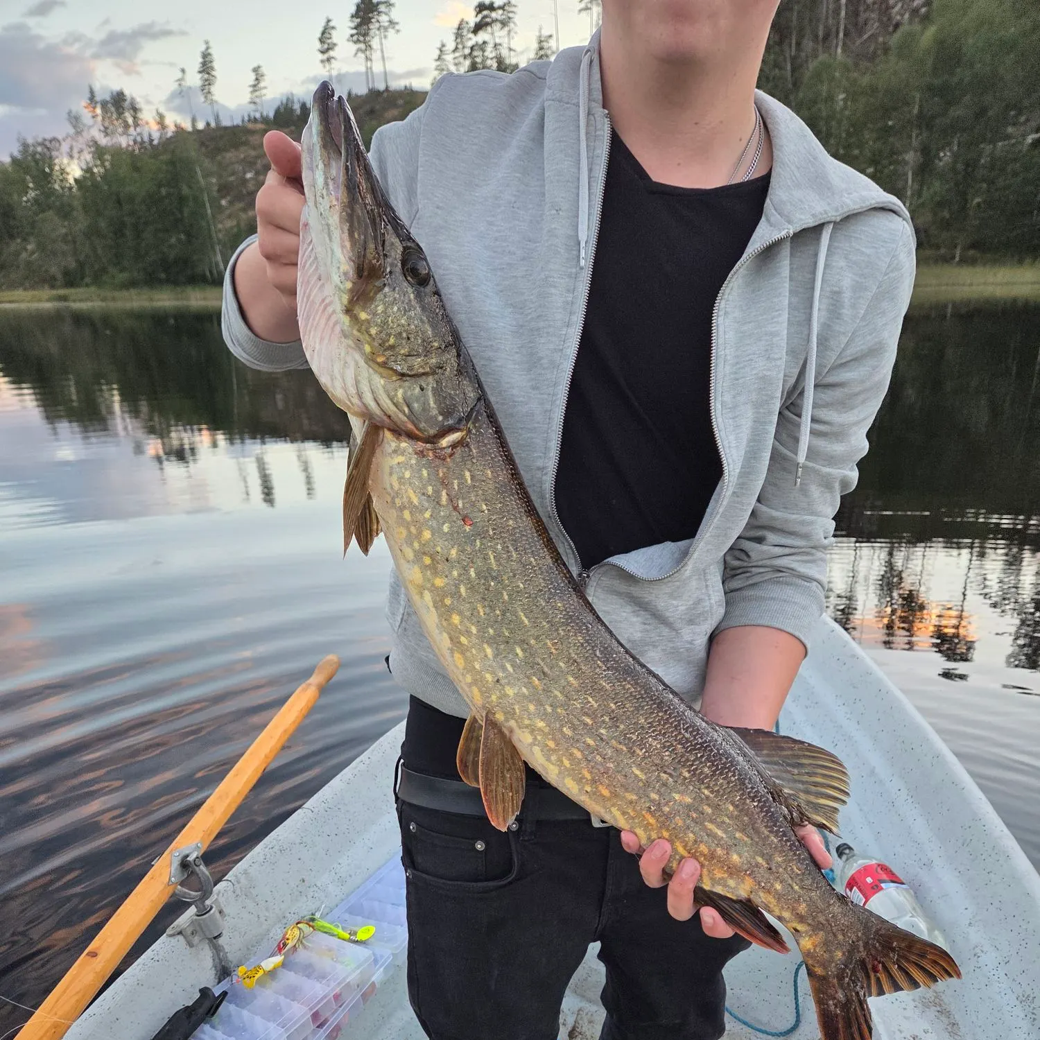 Northern pike caught on Fishbrain