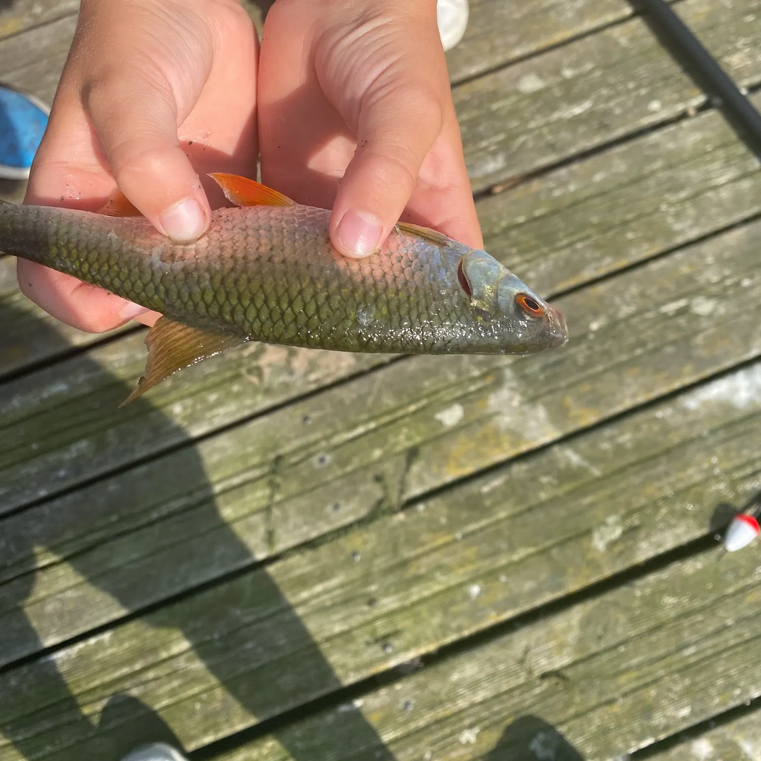 Common roach caught on Fishbrain