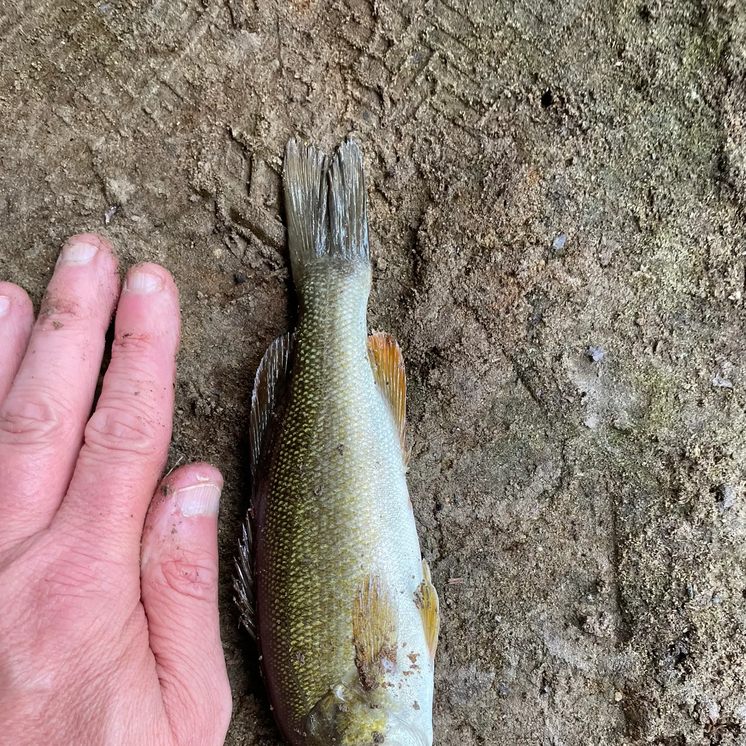 Smallmouth bass caught on Fishbrain