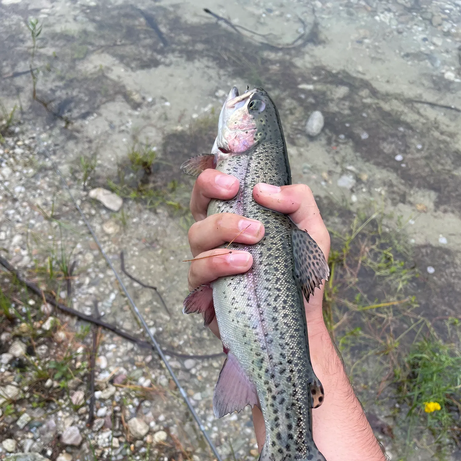 Rainbow trout caught on Fishbrain