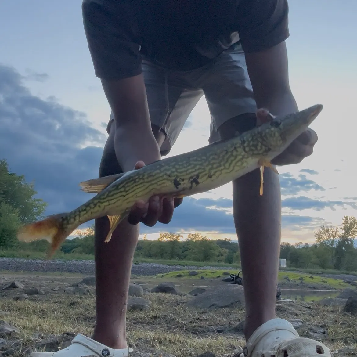 Chain pickerel caught on Fishbrain
