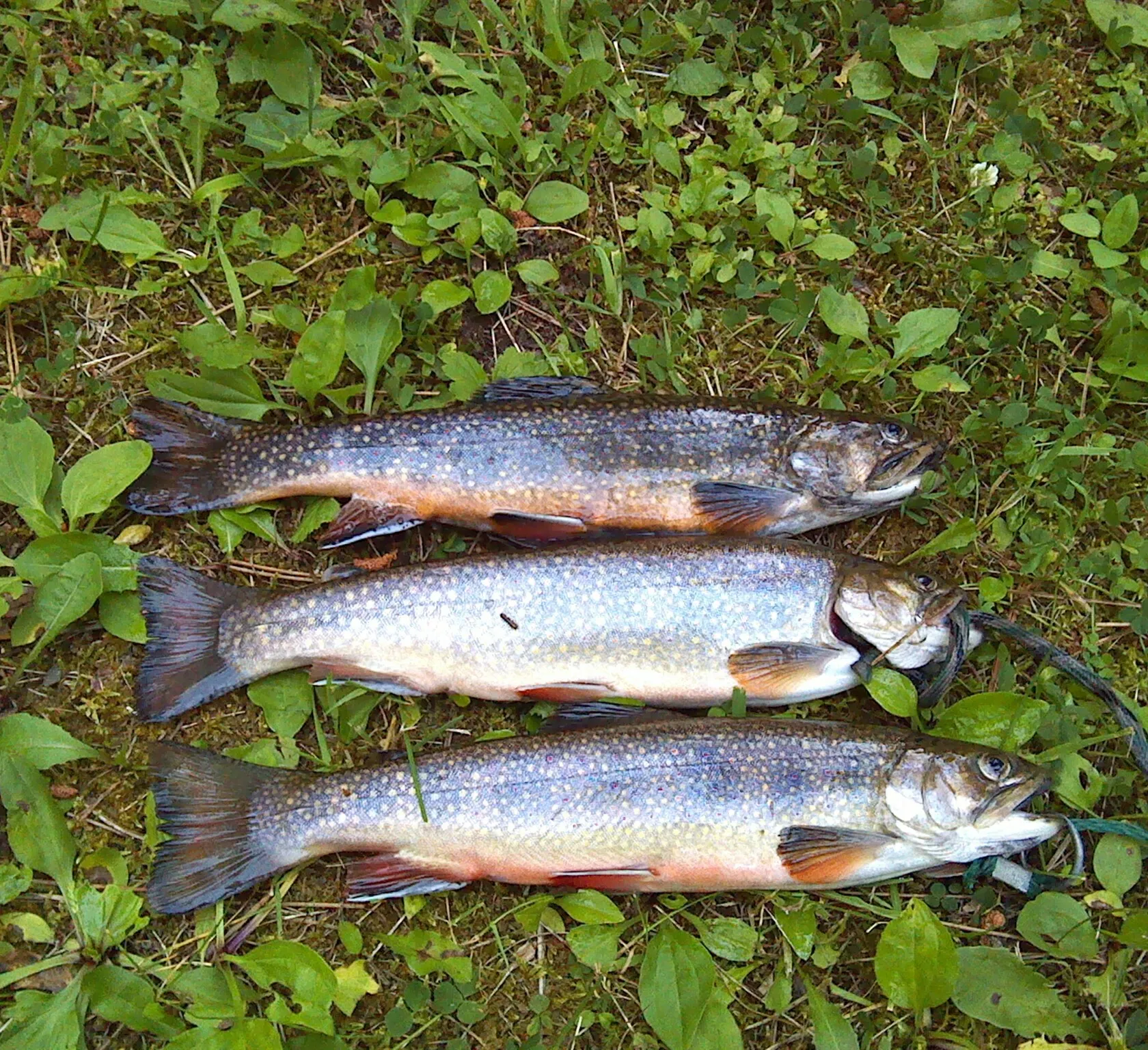 recently logged catches