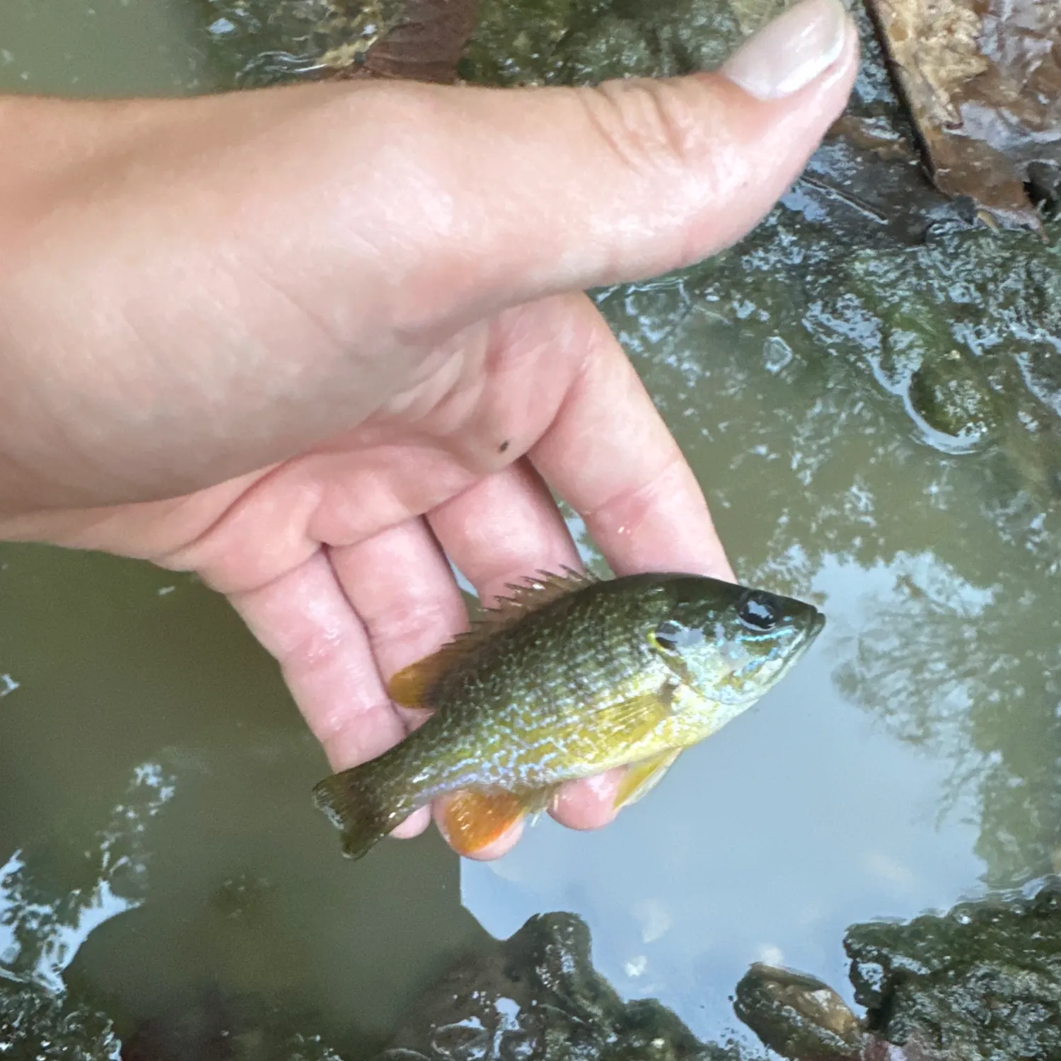 Green sunfish caught on Fishbrain