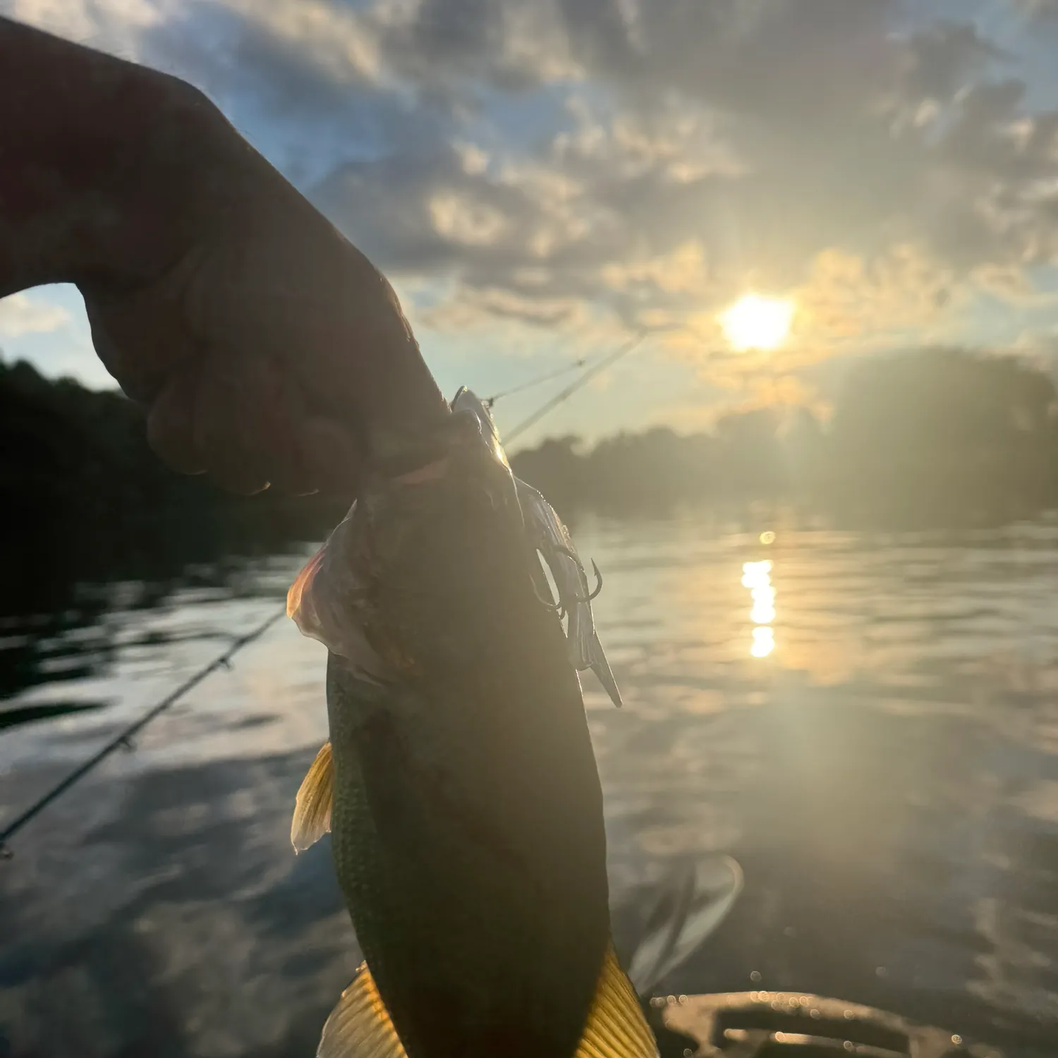 Largemouth bass caught on Fishbrain