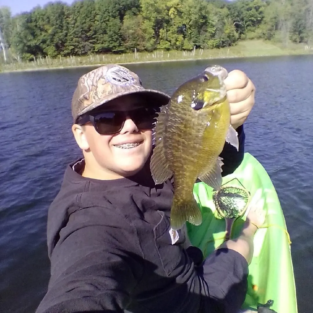 Greengill hybrid caught on Fishbrain
