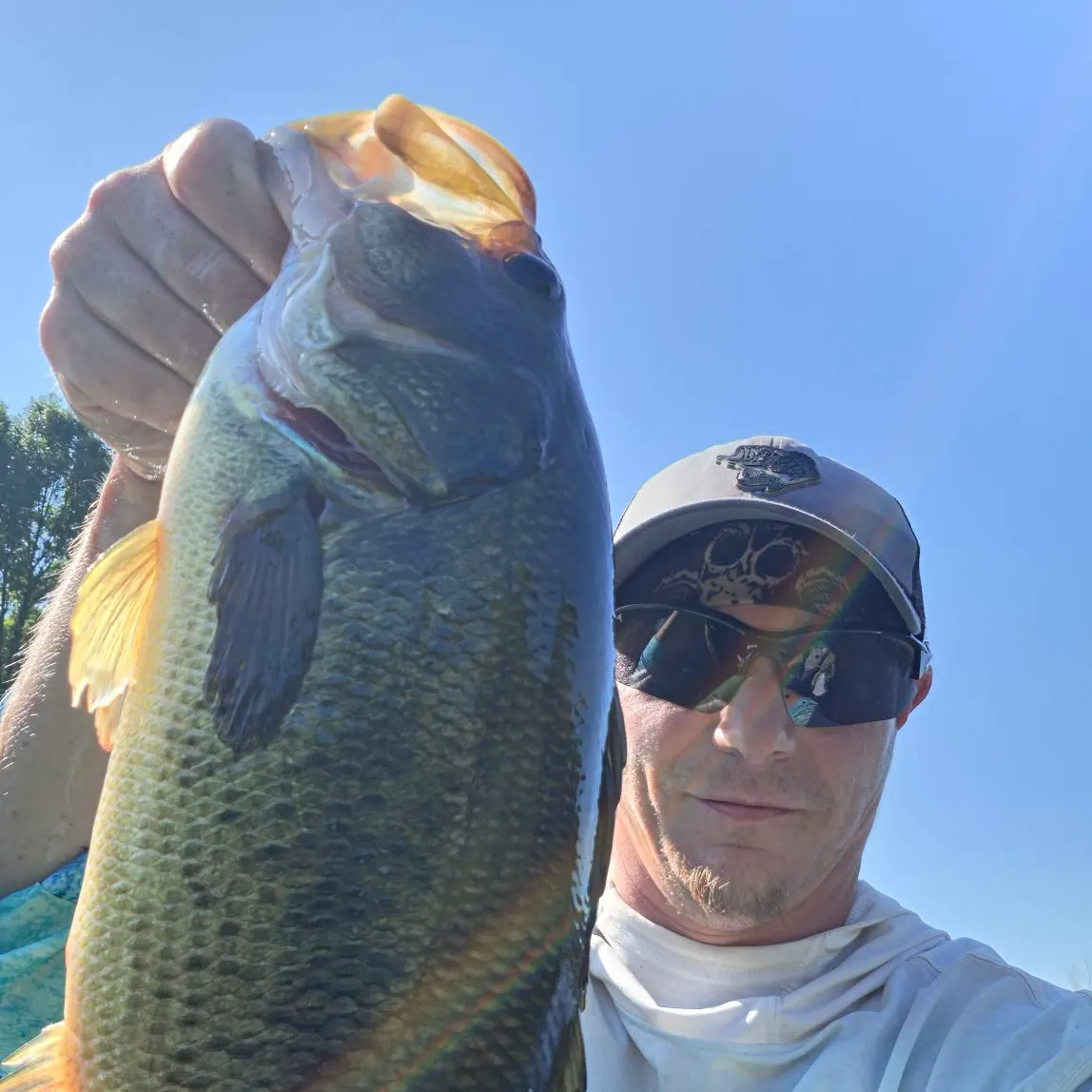 Largemouth bass caught on Fishbrain