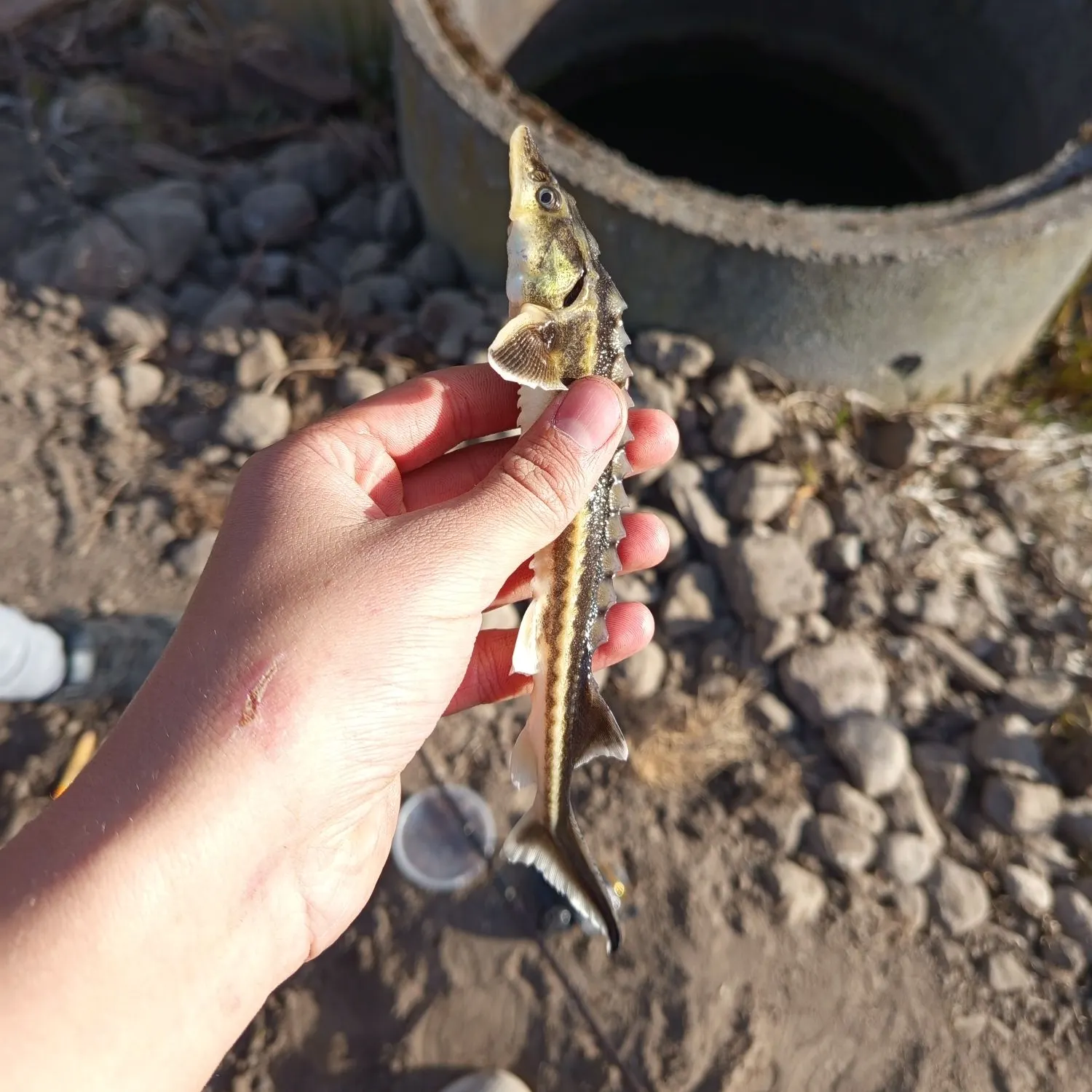 The most recent Green sturgeon catches on Fishbrain