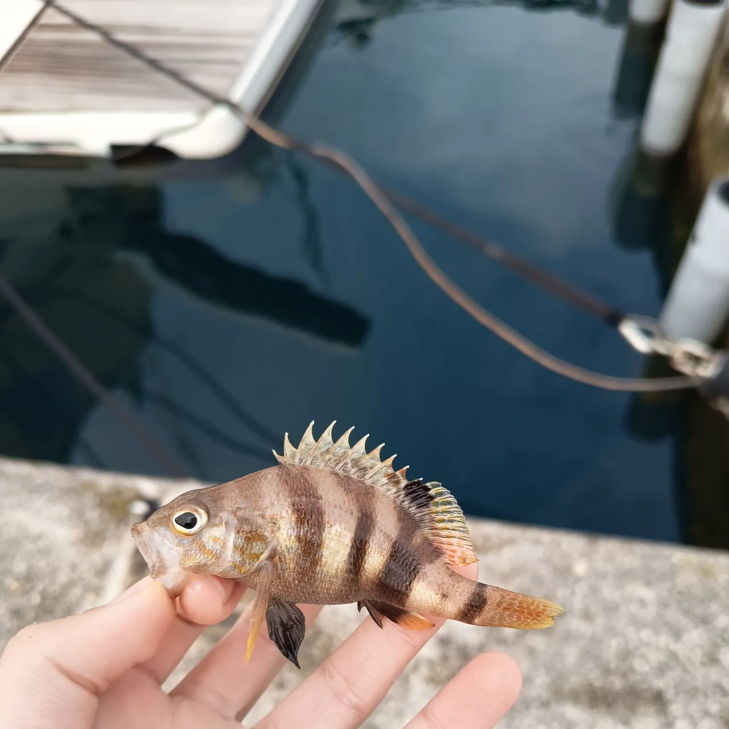 The most recent Painted comber catches on Fishbrain