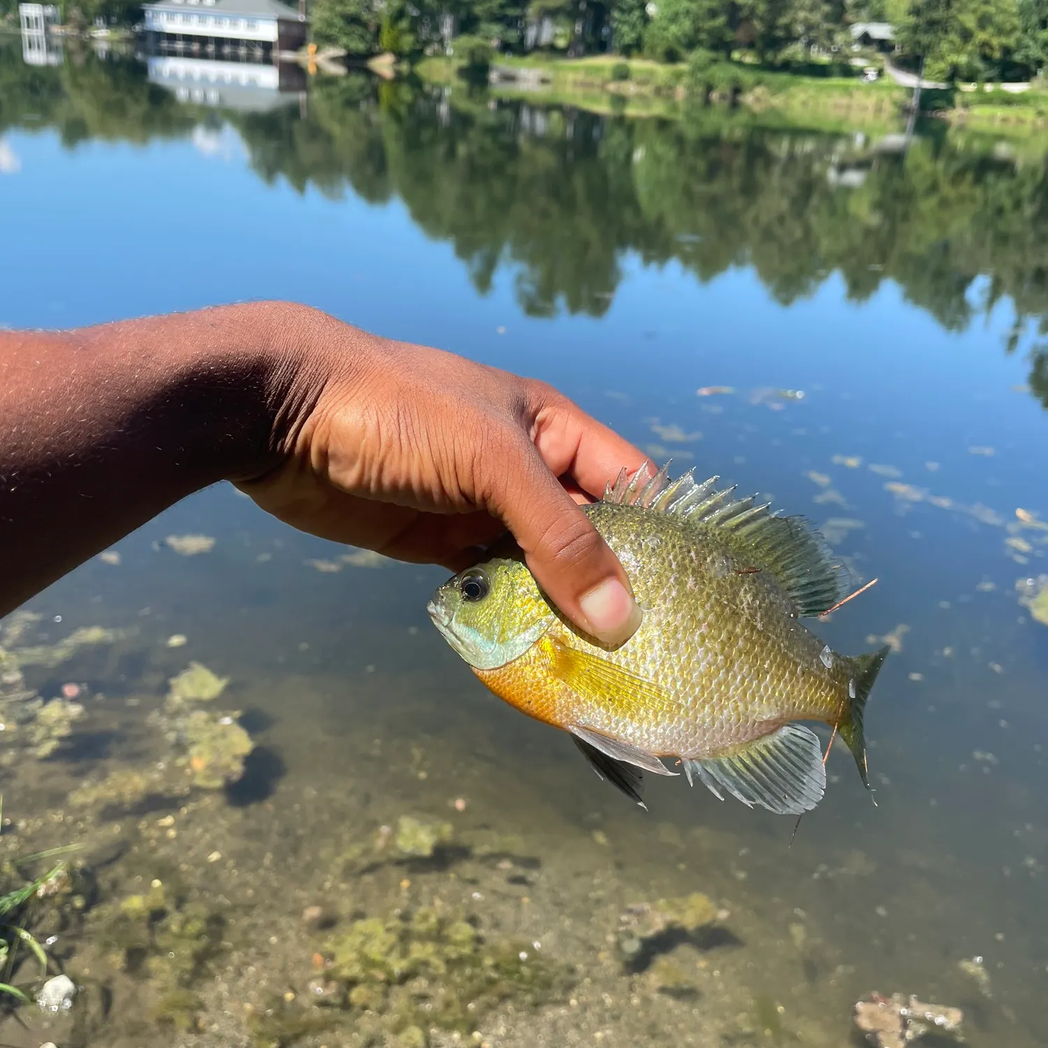 Bluegill caught on Fishbrain