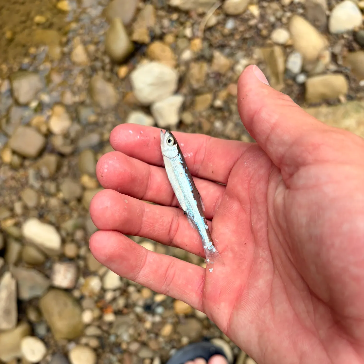 The most recent Emerald shiner catches on Fishbrain