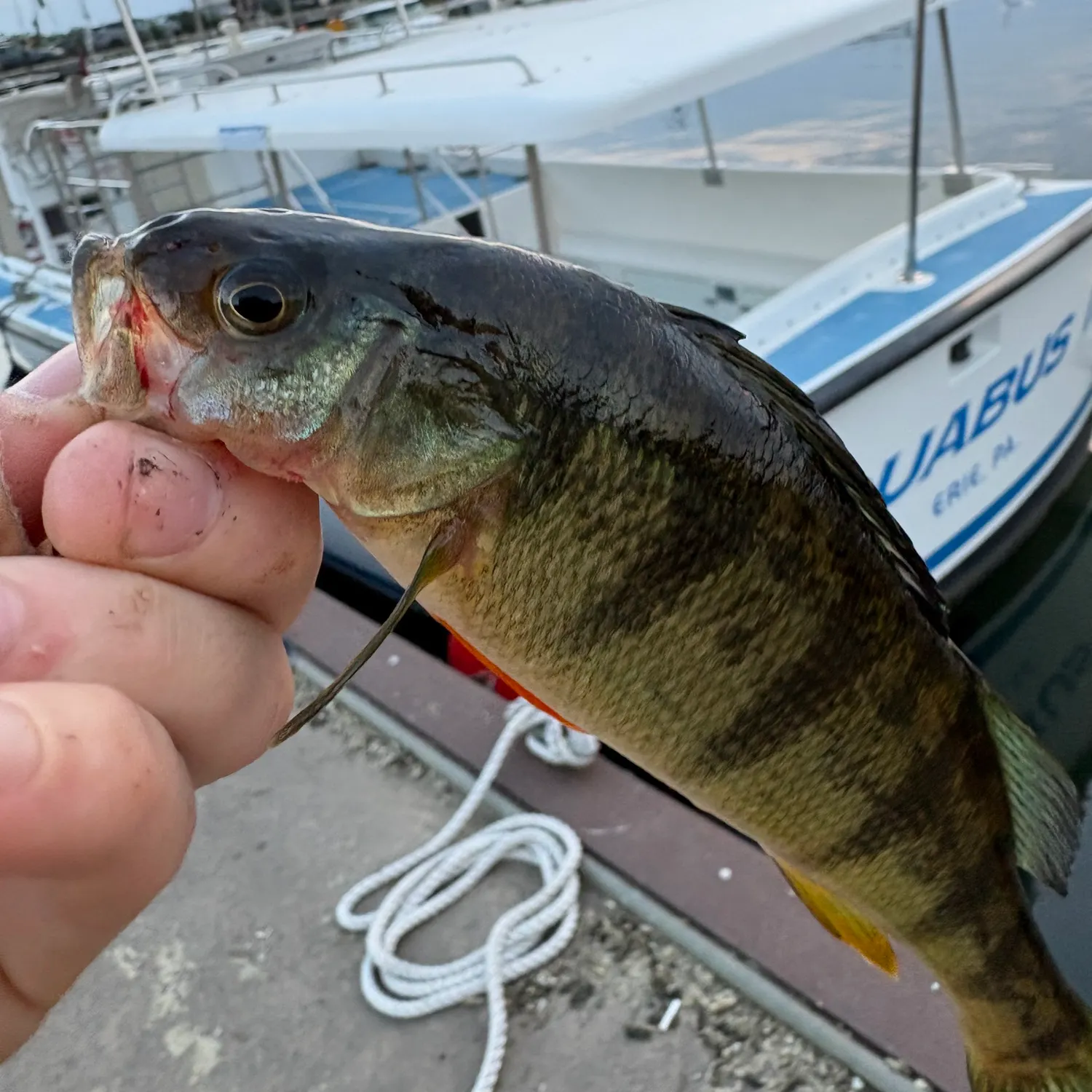 catch