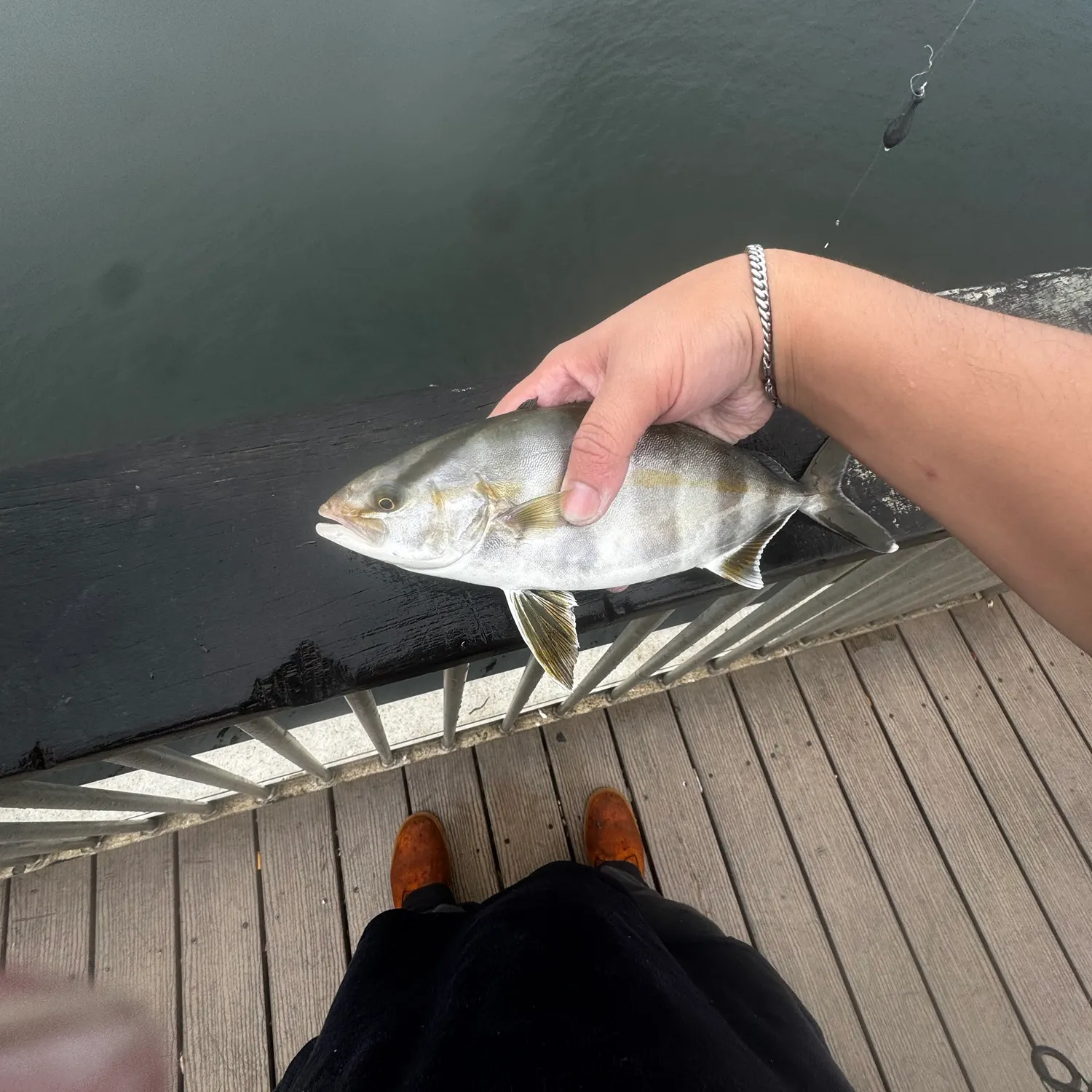 The most recent Banded Rudderfish catches on Fishbrain