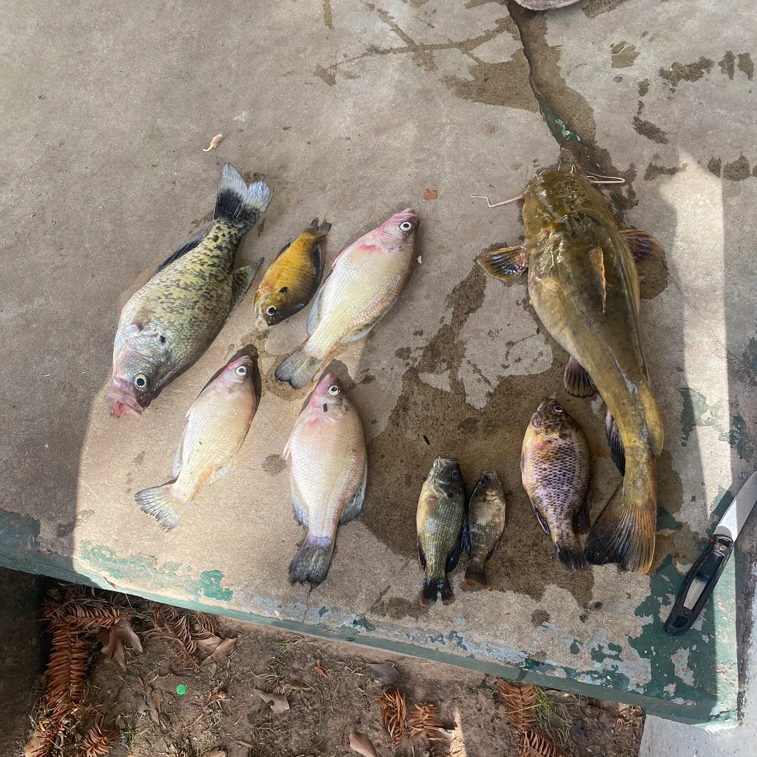 recently logged catches