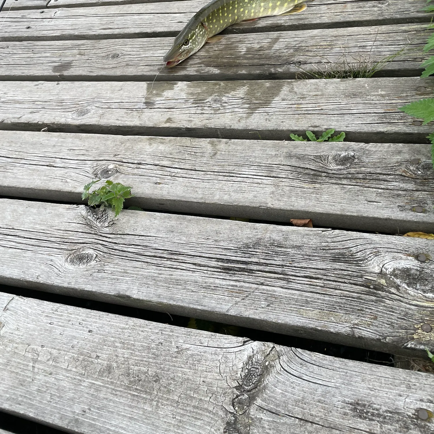 Northern pike caught on Fishbrain