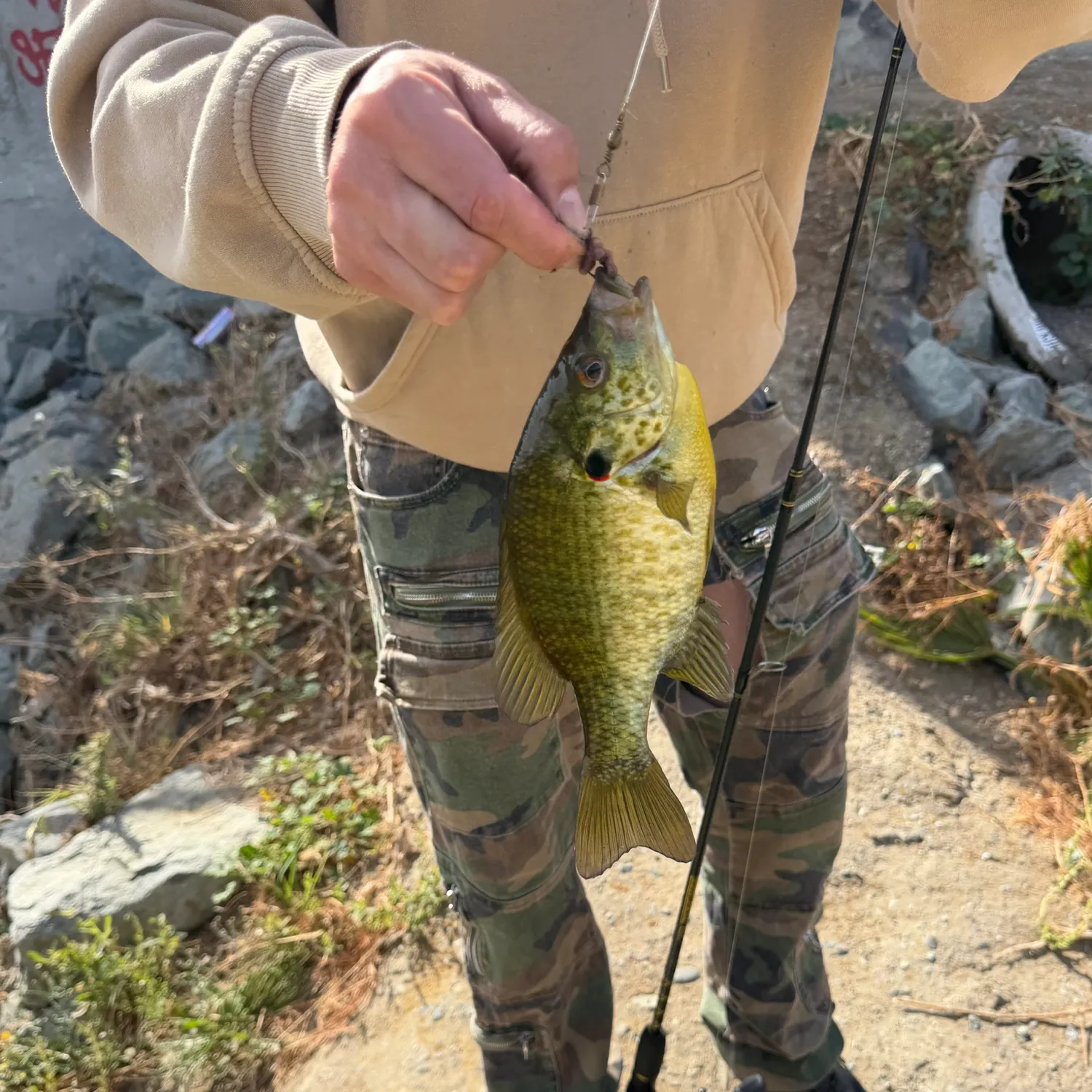 Bluegill caught on Fishbrain