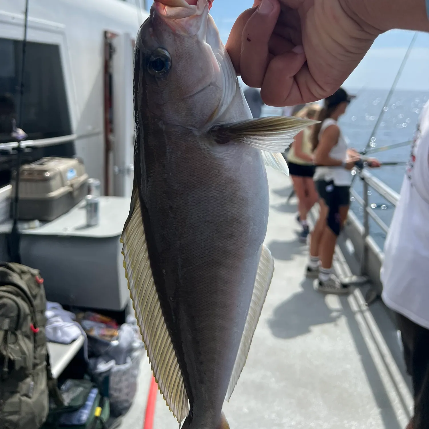 The most recent Ocean whitefish catches on Fishbrain