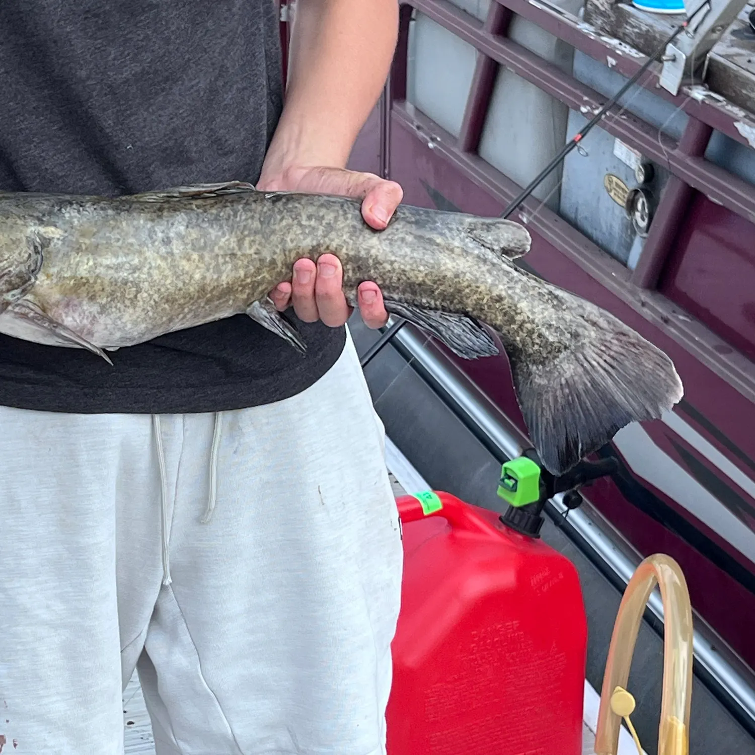 Flathead catfish caught on Fishbrain