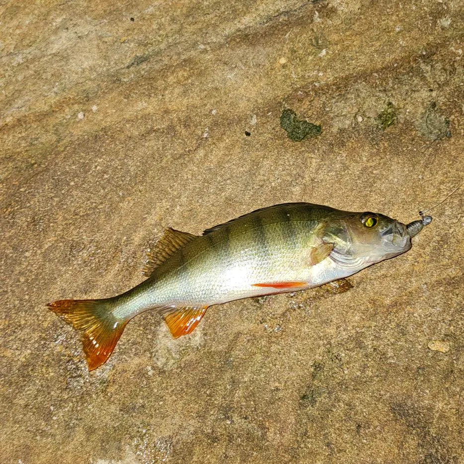 European perch caught on Fishbrain