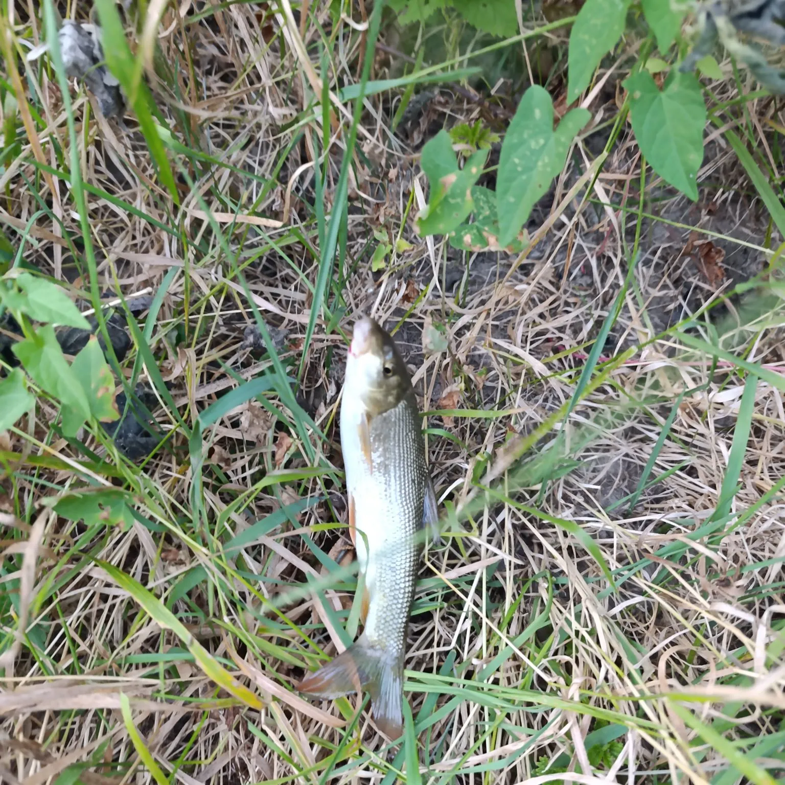 The most recent Common barbel catches on Fishbrain