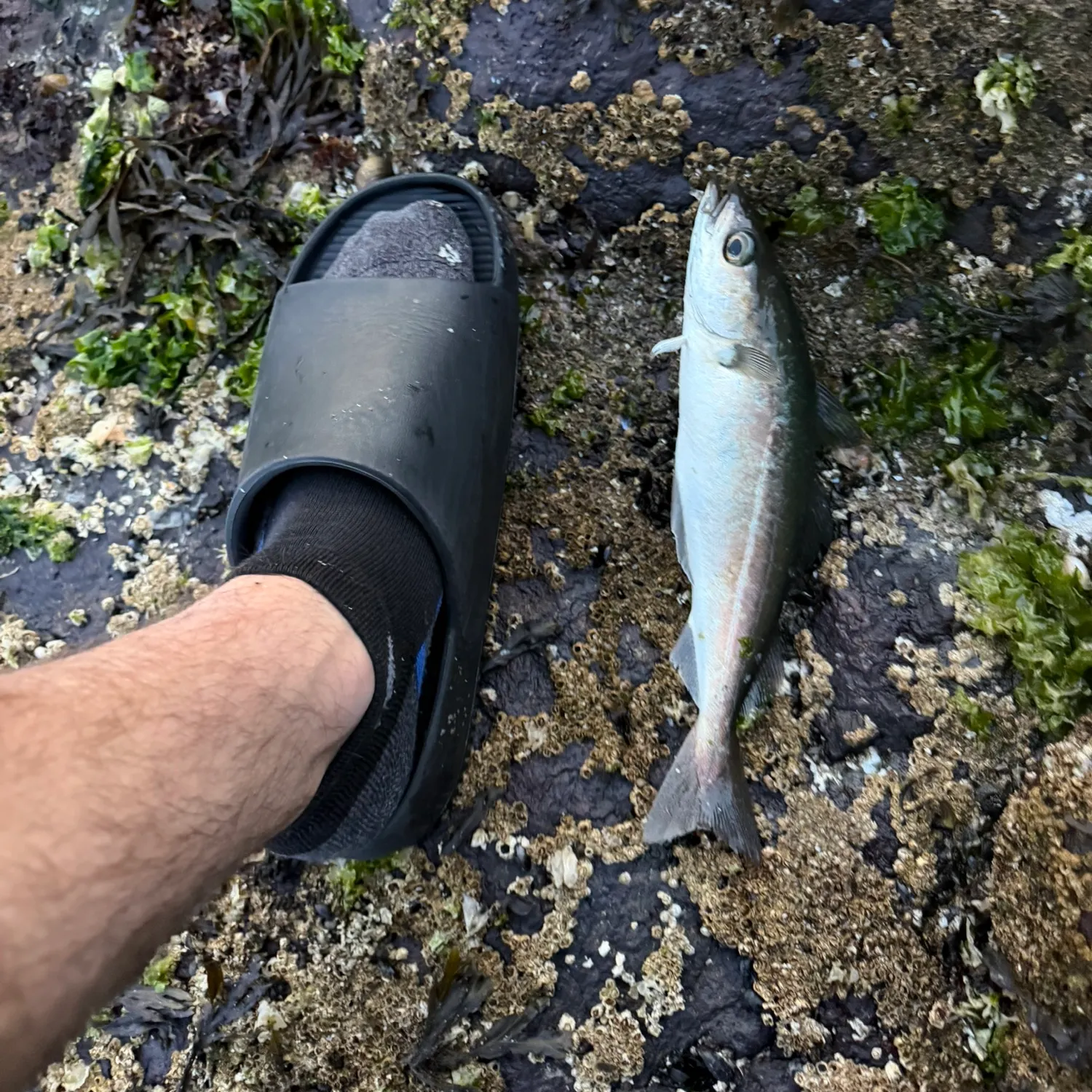 Atlantic pollock caught on Fishbrain