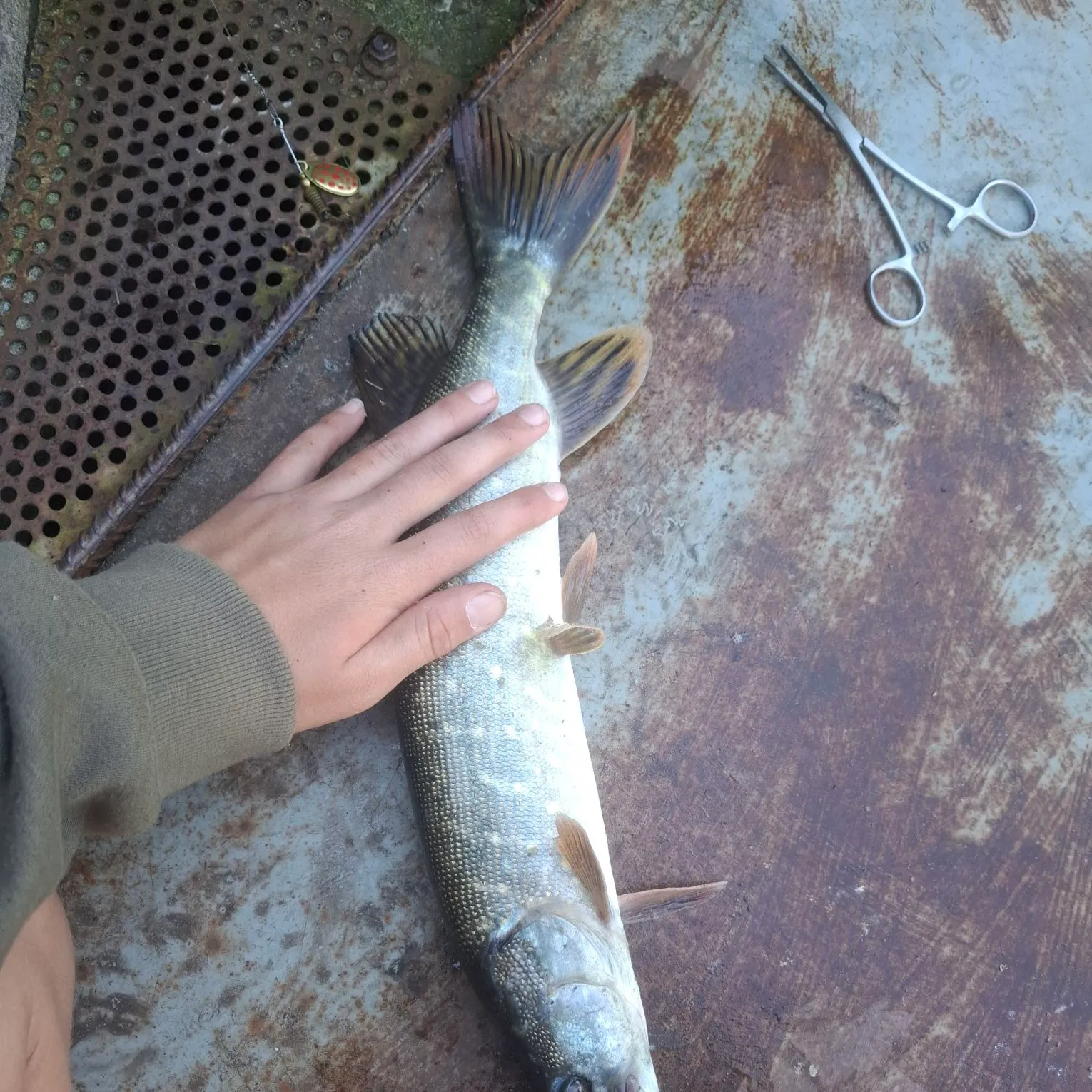 Northern pike caught on Fishbrain