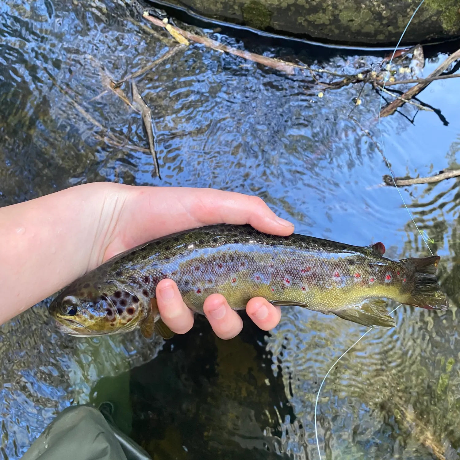 Brown trout caught on Fishbrain