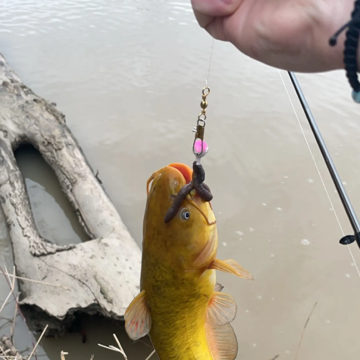 The most recent Yellow bullhead catches on Fishbrain