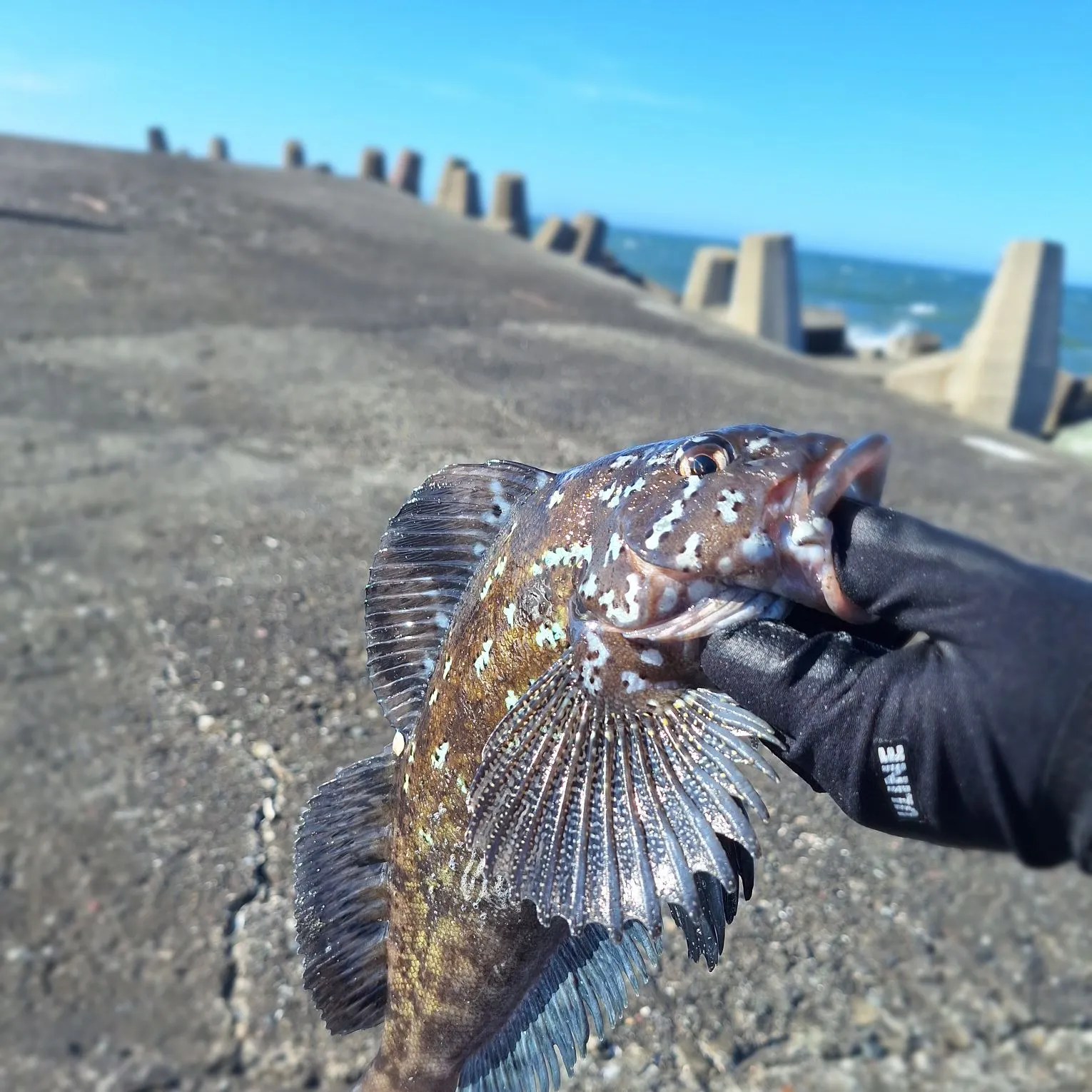 The most recent Kelp greenling catches on Fishbrain