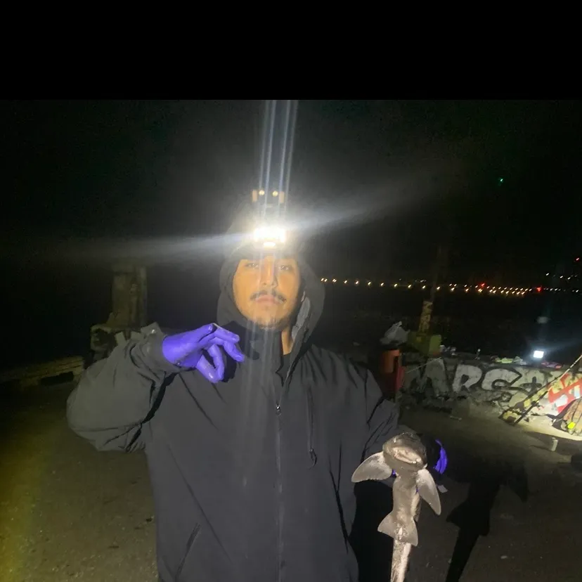 The most recent Bluntnose sixgill shark catches on Fishbrain