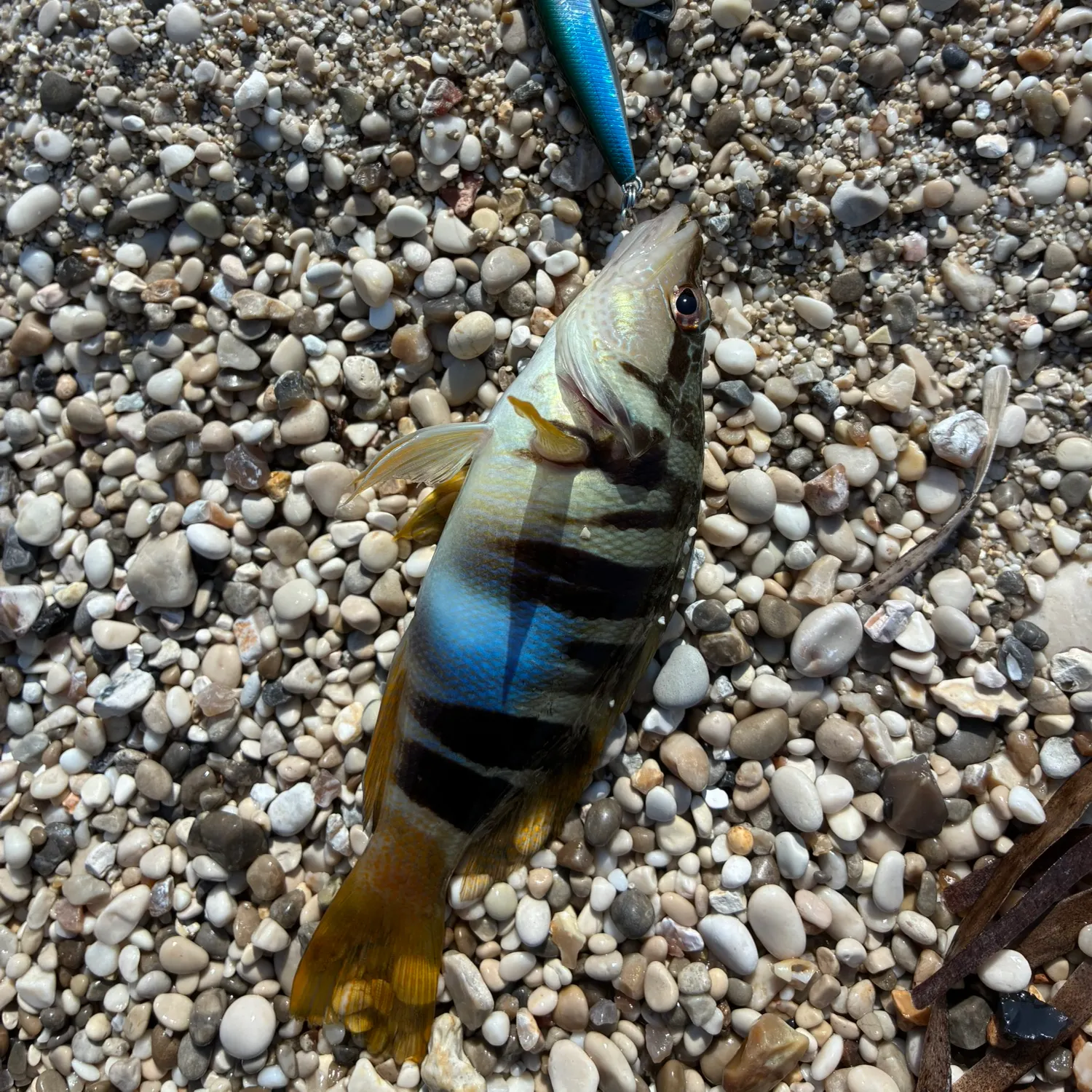 Painted comber caught on Fishbrain