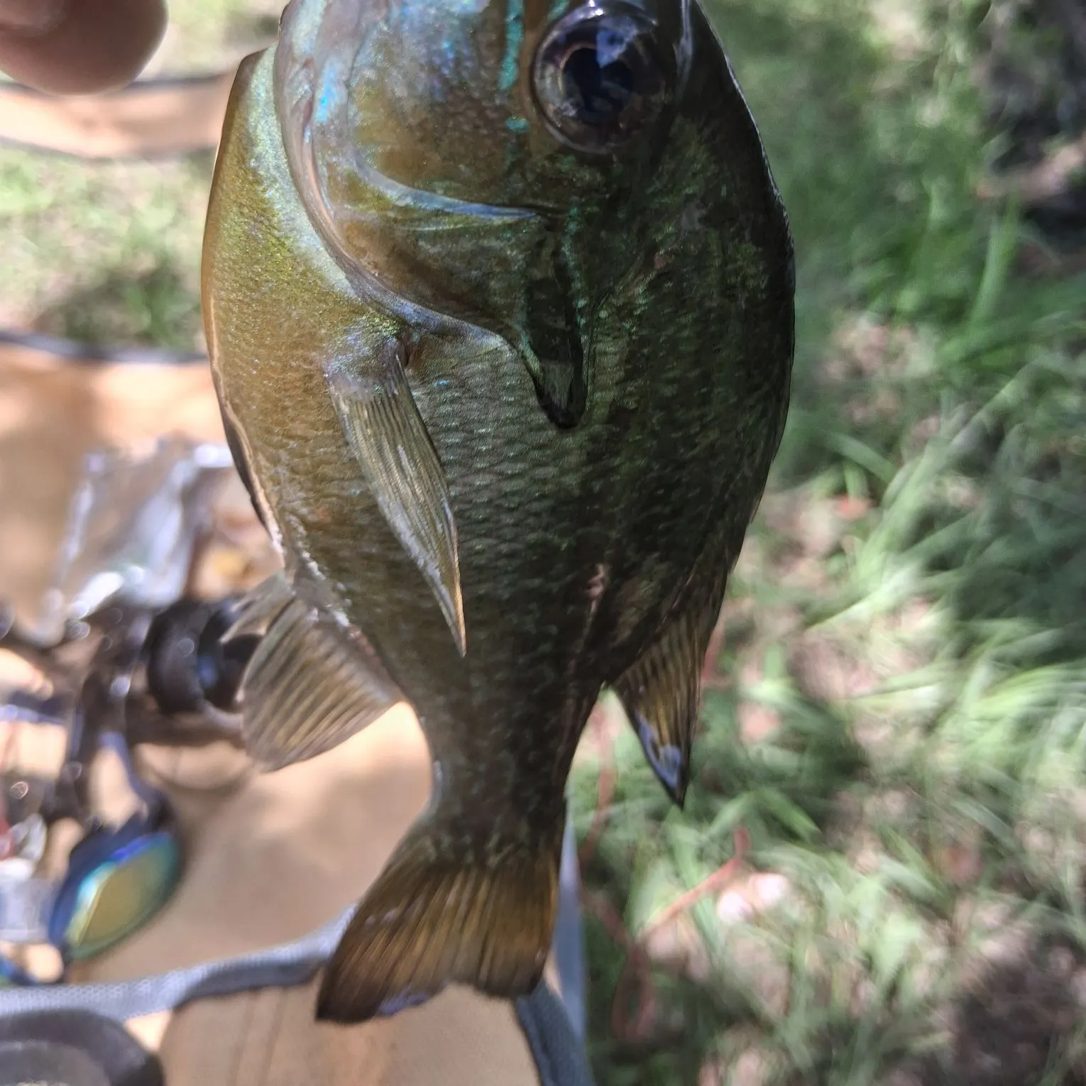 The most recent Spotted sunfish catches on Fishbrain