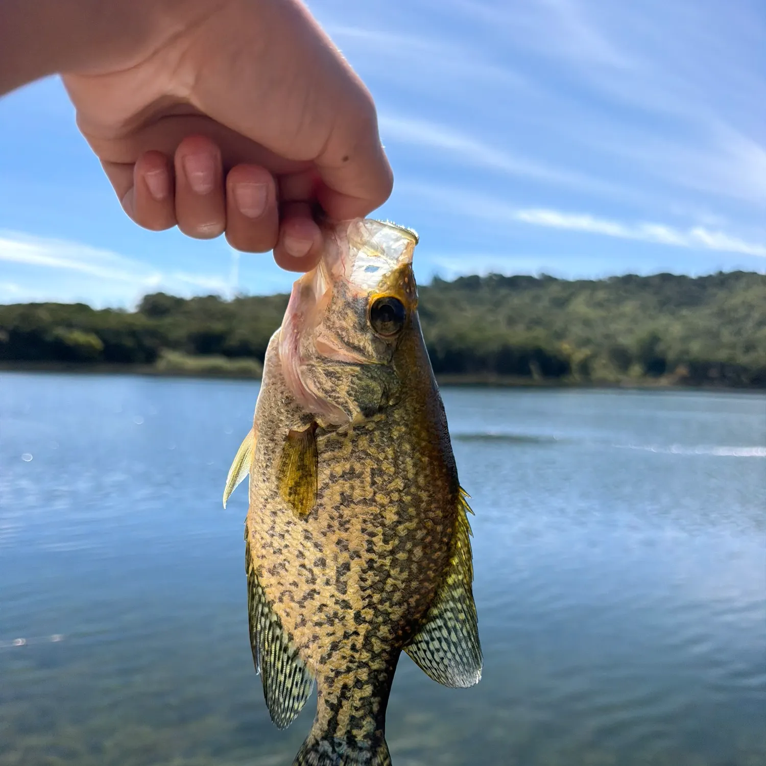 Black crappie caught on Fishbrain
