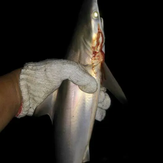 Blacktip shark caught on Fishbrain