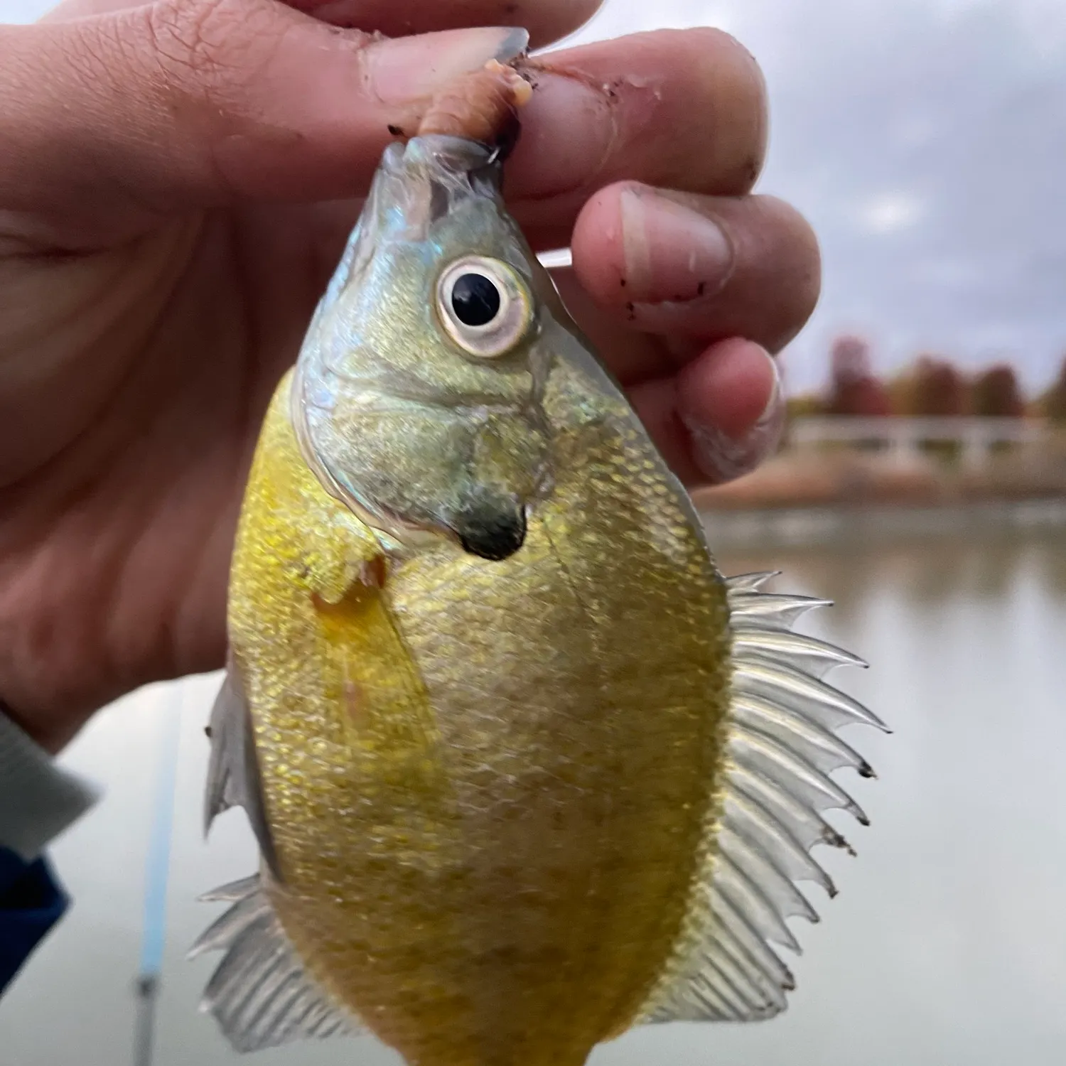 Bluegill caught on Fishbrain