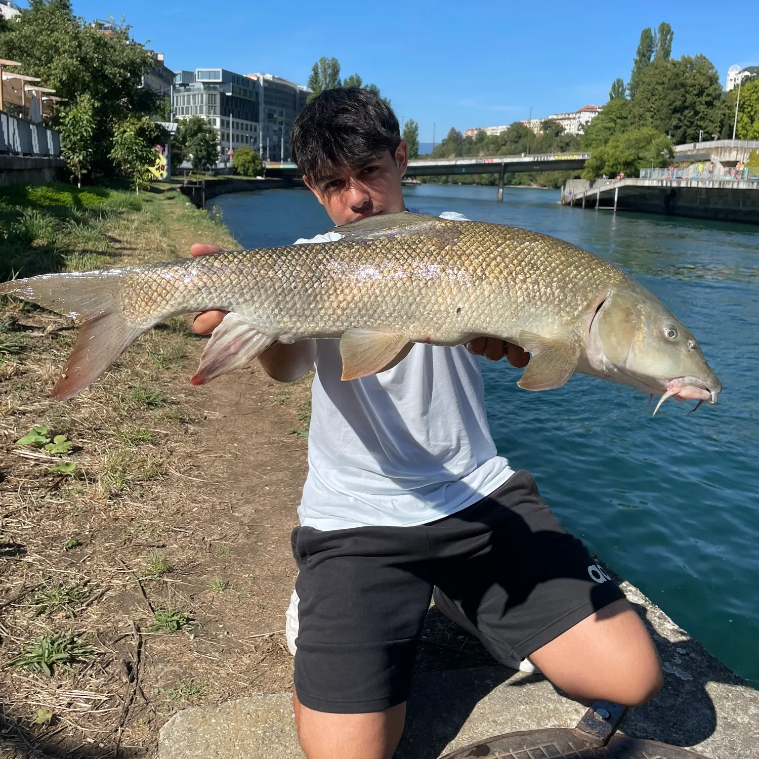 Common barbel caught on Fishbrain