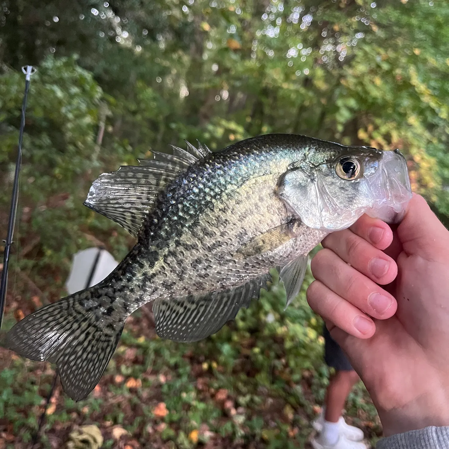 Black crappie caught on Fishbrain