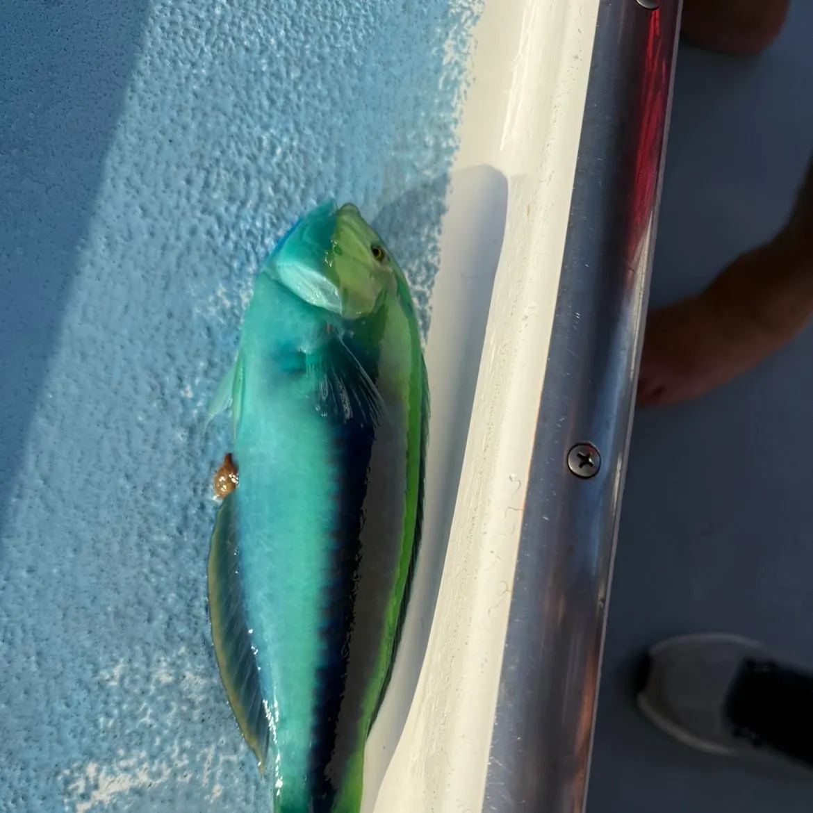 The most recent Yellowcheek wrasse catches on Fishbrain
