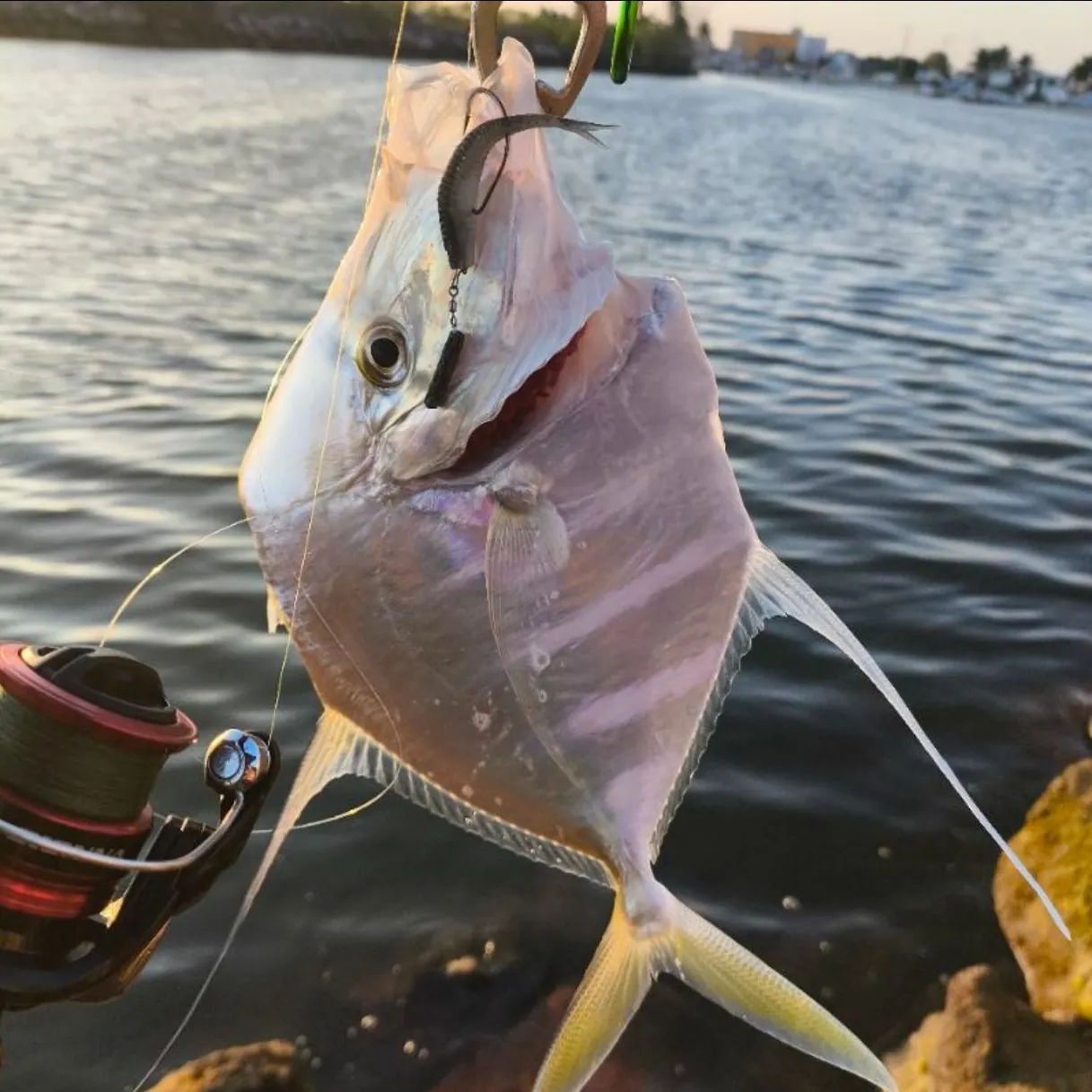 The most recent Lookdown catches on Fishbrain