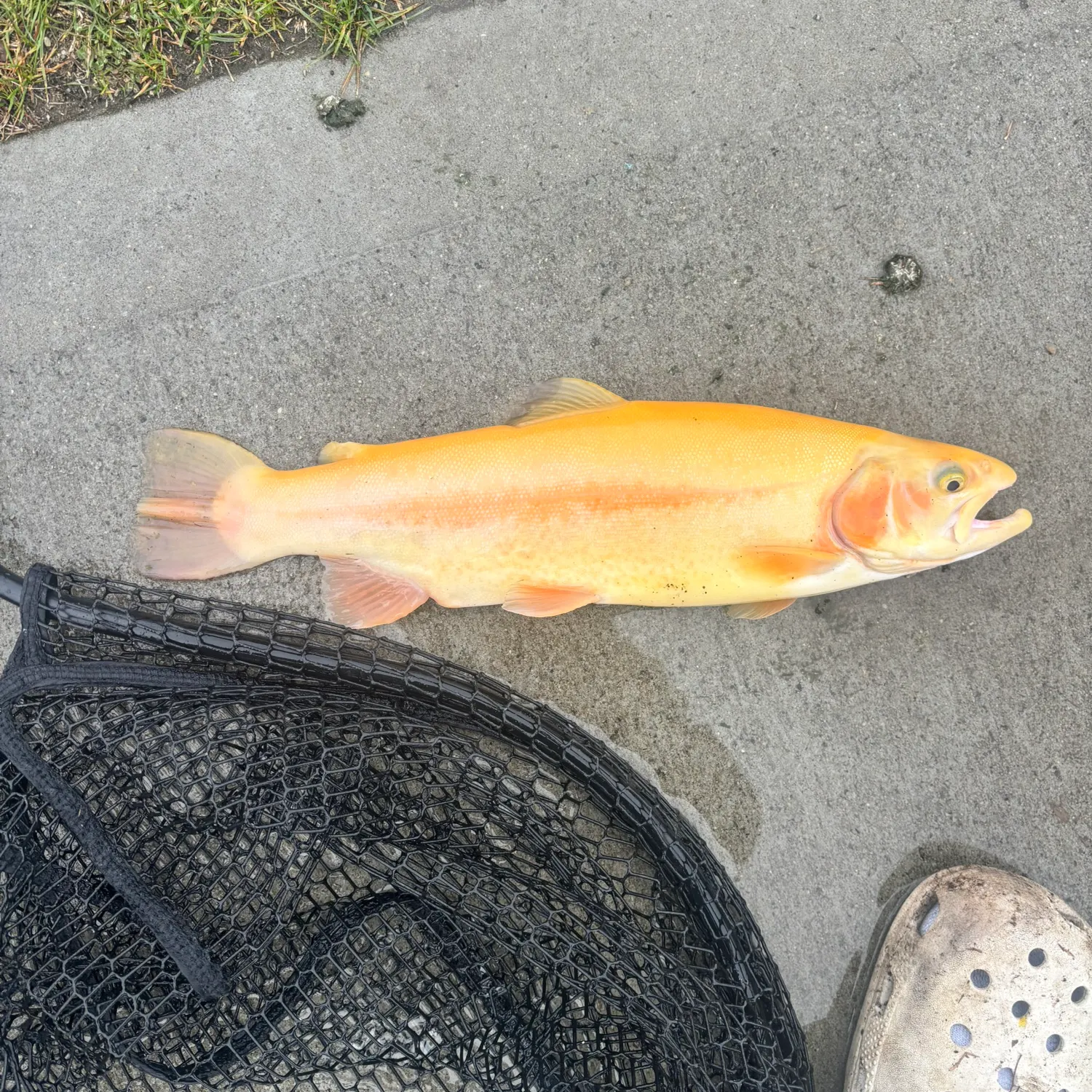 The most recent Golden trout catches on Fishbrain