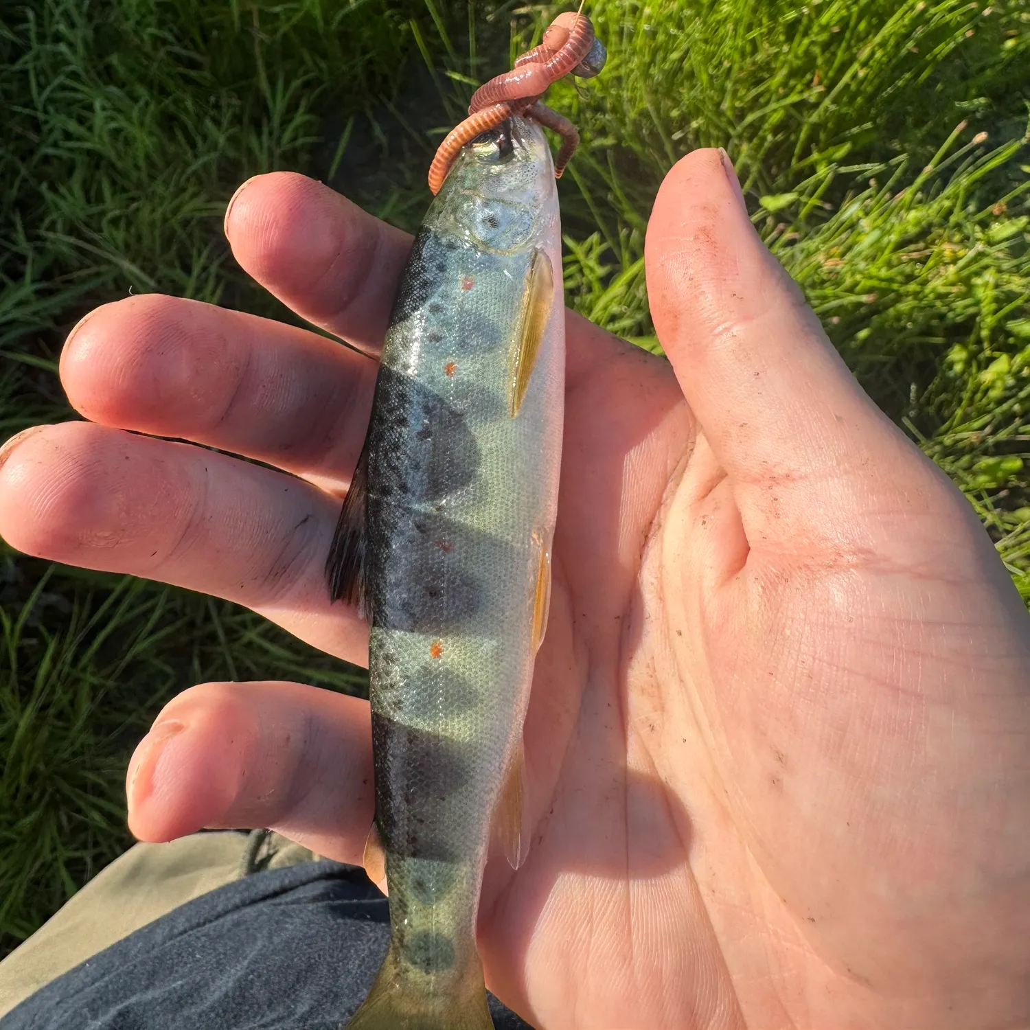 The most recent Atlantic salmon catches on Fishbrain