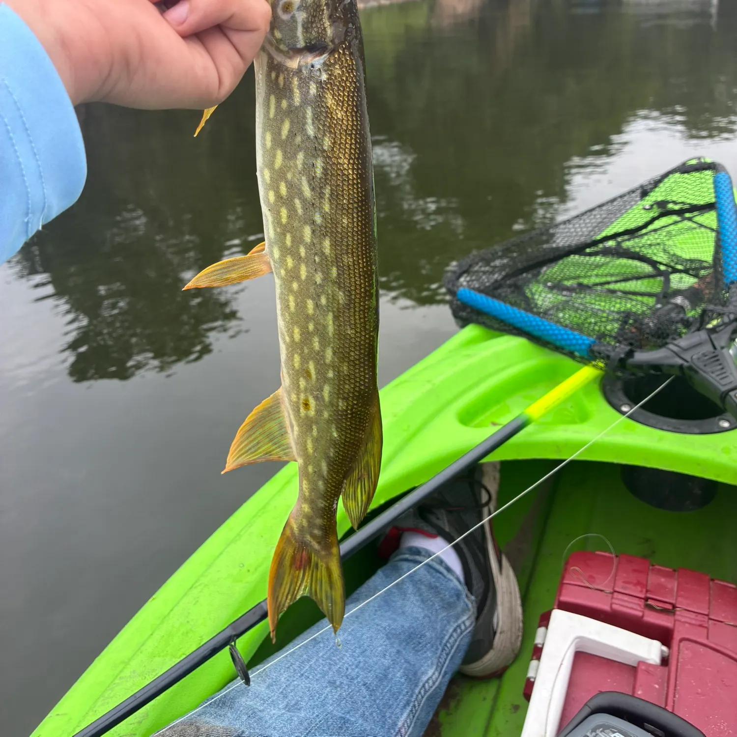 Northern pike caught on Fishbrain