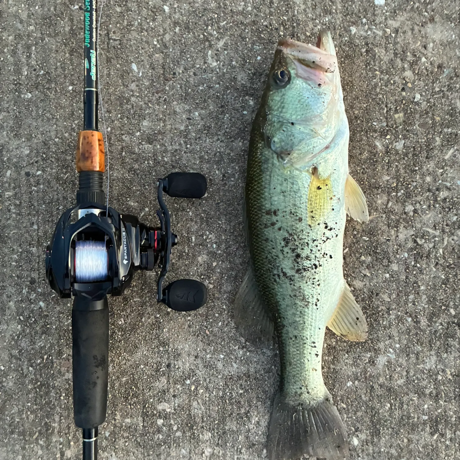 Largemouth bass caught on Fishbrain