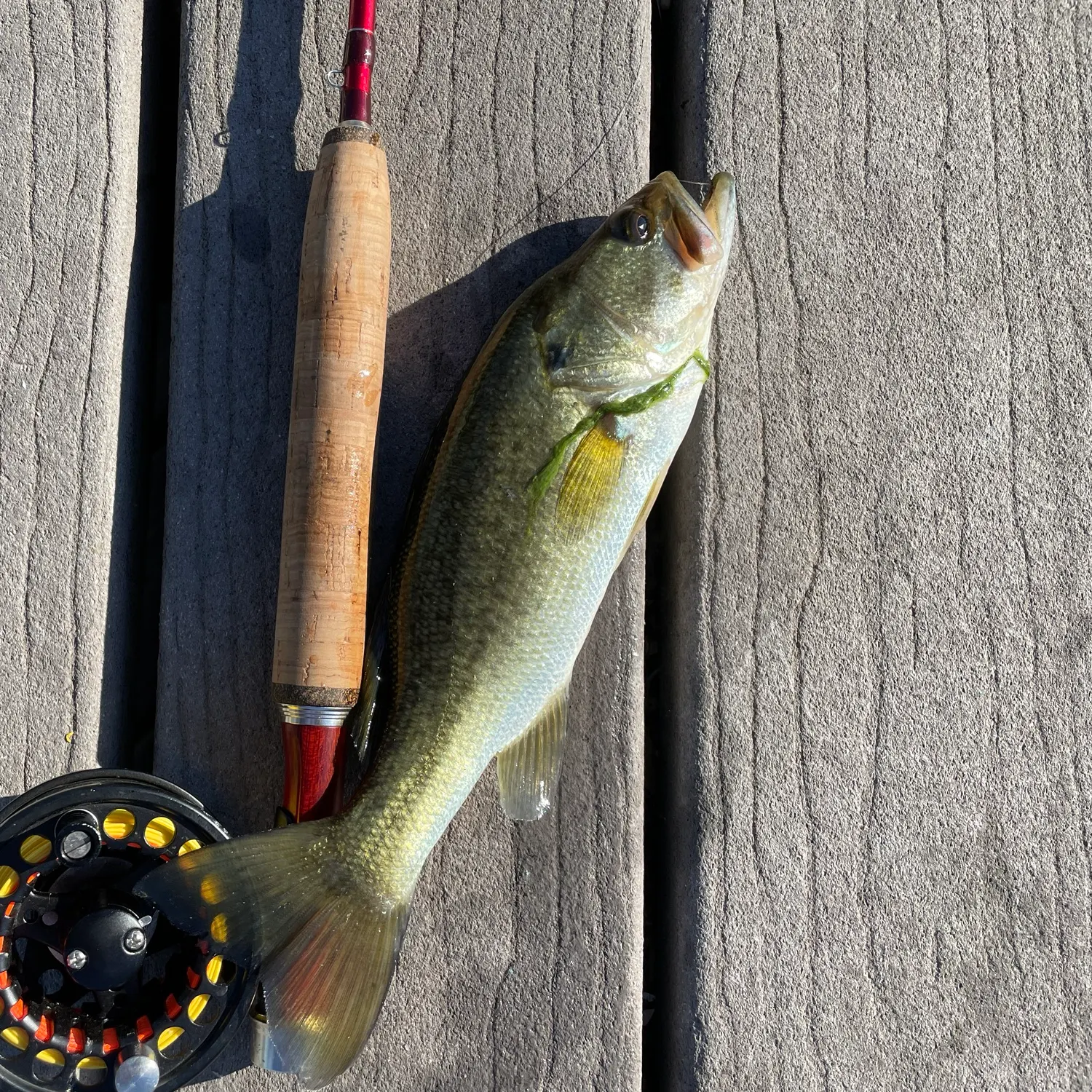 Largemouth bass caught on Fishbrain