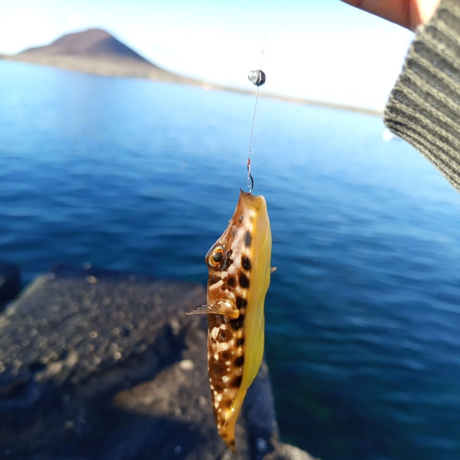 The most recent Spotted green pufferfish catches on Fishbrain