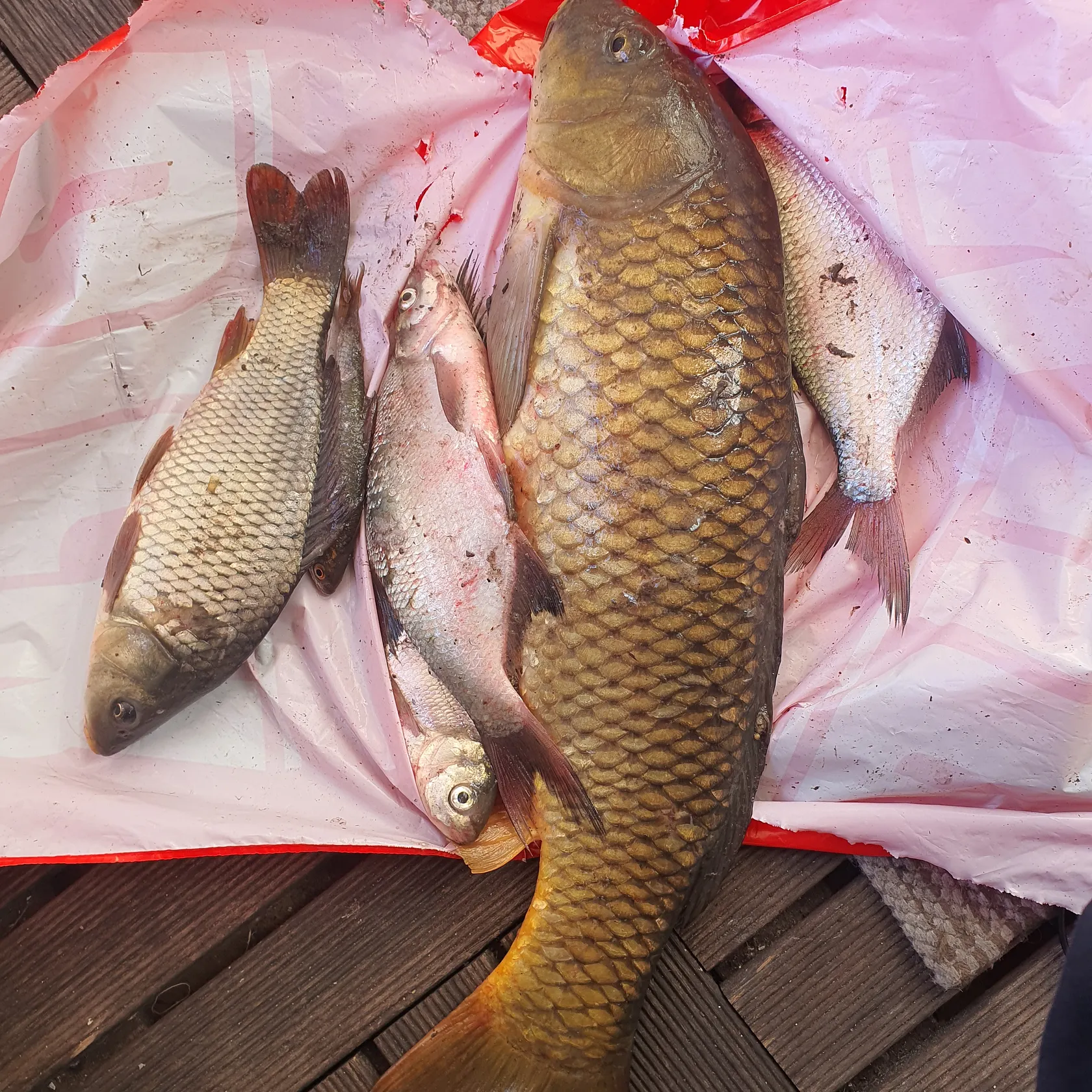 recently logged catches