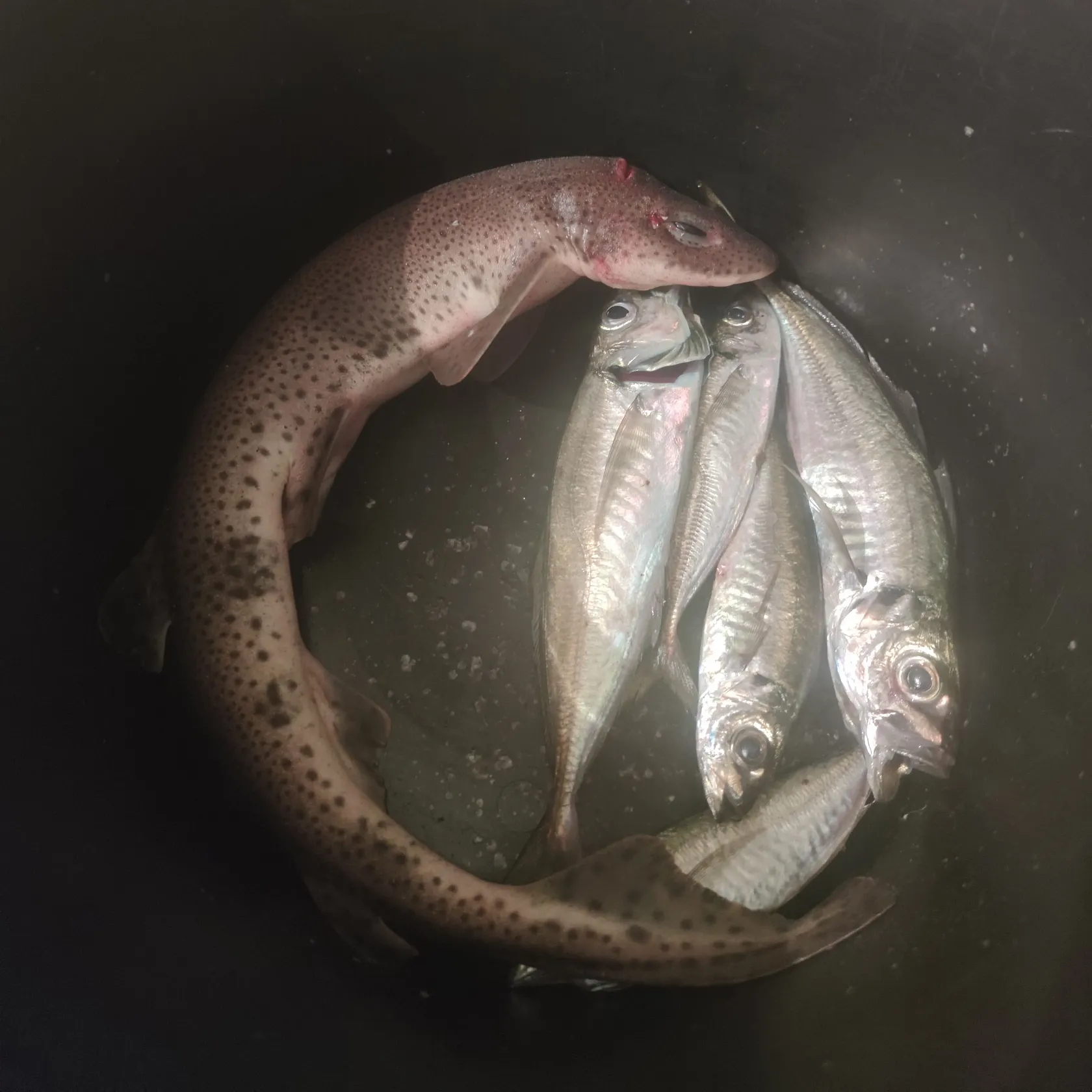 The most recent Lesser spotted dogfish catches on Fishbrain